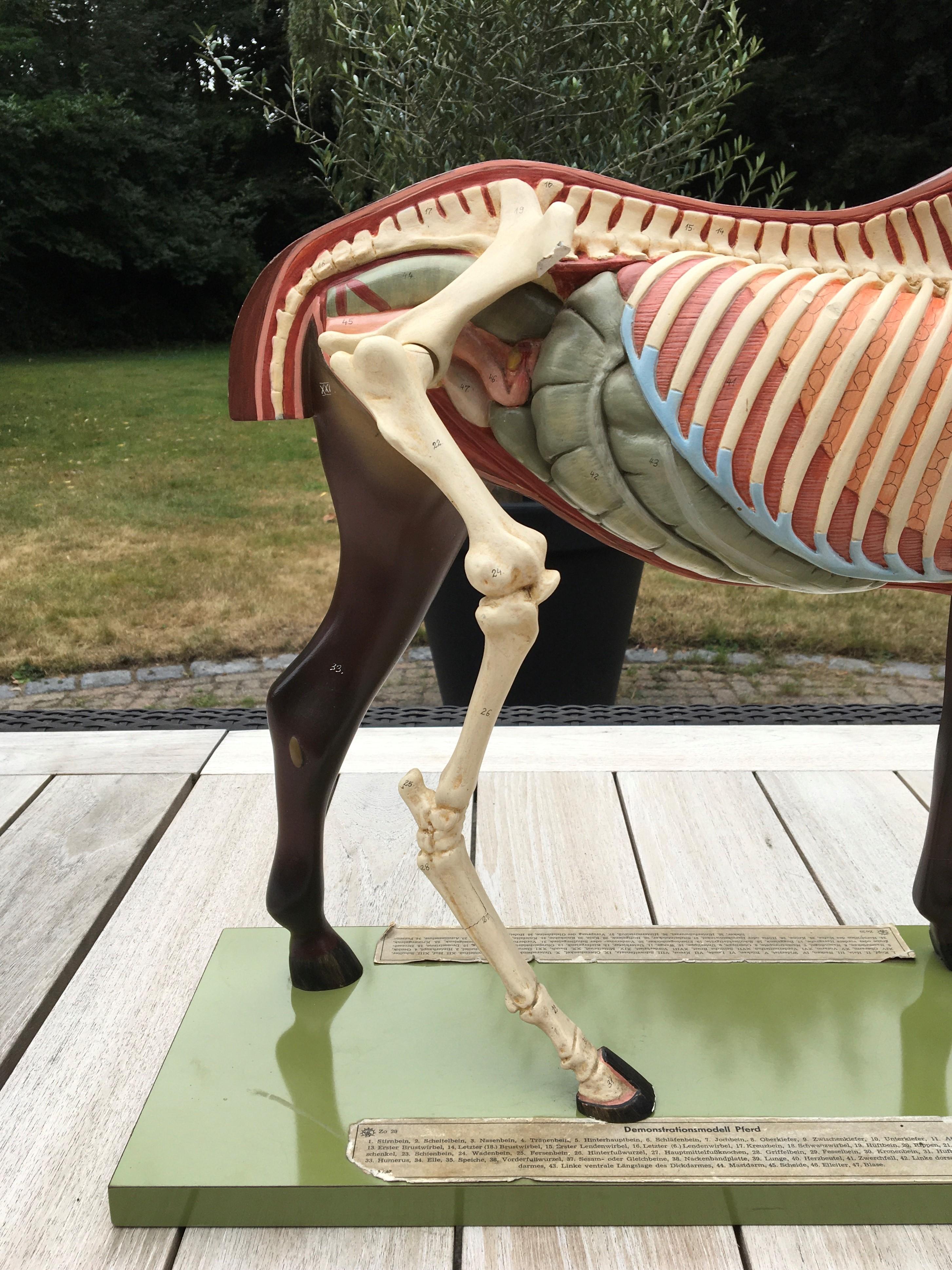 Allemand Modèle anatomique de cheval Somso, années 1950 en vente
