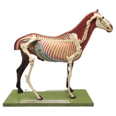 Vintage Somso Anatomical Horse Model, 1950s