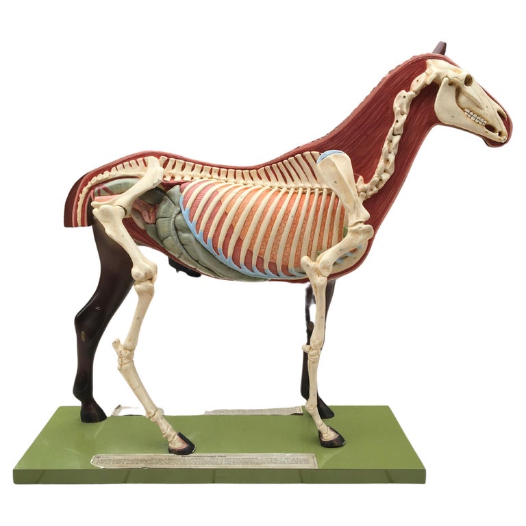 Somso Anatomical Horse Model, 1950s For Sale at 1stDibs