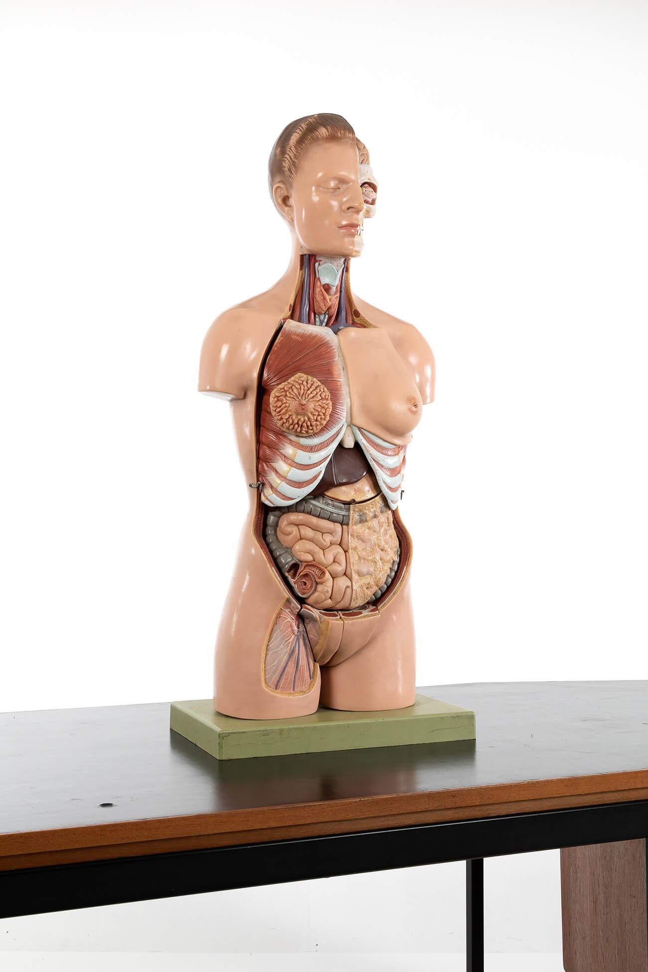 A remarkably detailed model of a female torso from the German manufacturer SOMSO.

The nineteen removal organs are made from Somsoplast and this model is number AS4 in the series produced by the company.

The organs included are the eye with optic