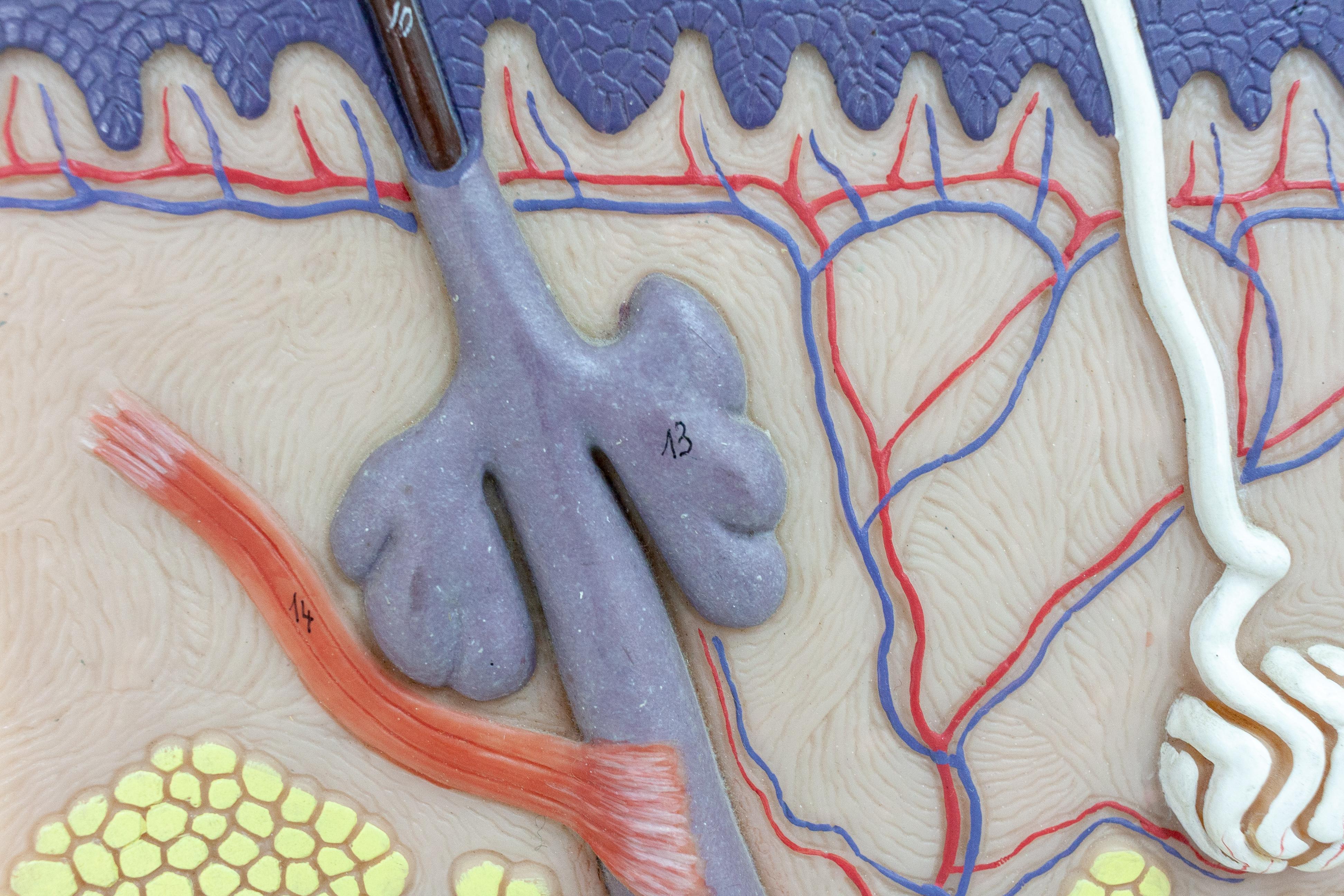 Medical display showing a cross-section of skin. Produced in West Germany by Somso during the 1960s as a teaching aid for medical students. Mounted to a wooden backboard fitted with hooks to hang it from a wall, this would make a nice gift for