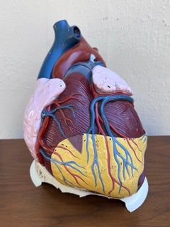 Somso-Style Dissectible Anatomical Heart Model, Mid-20th Century Educational Tea