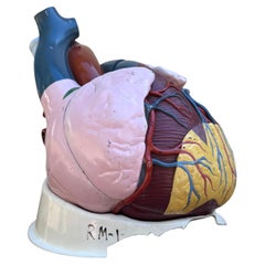 Somso-Style Dissectible Anatomical Heart Model, Mid-20th Century Educational Tea