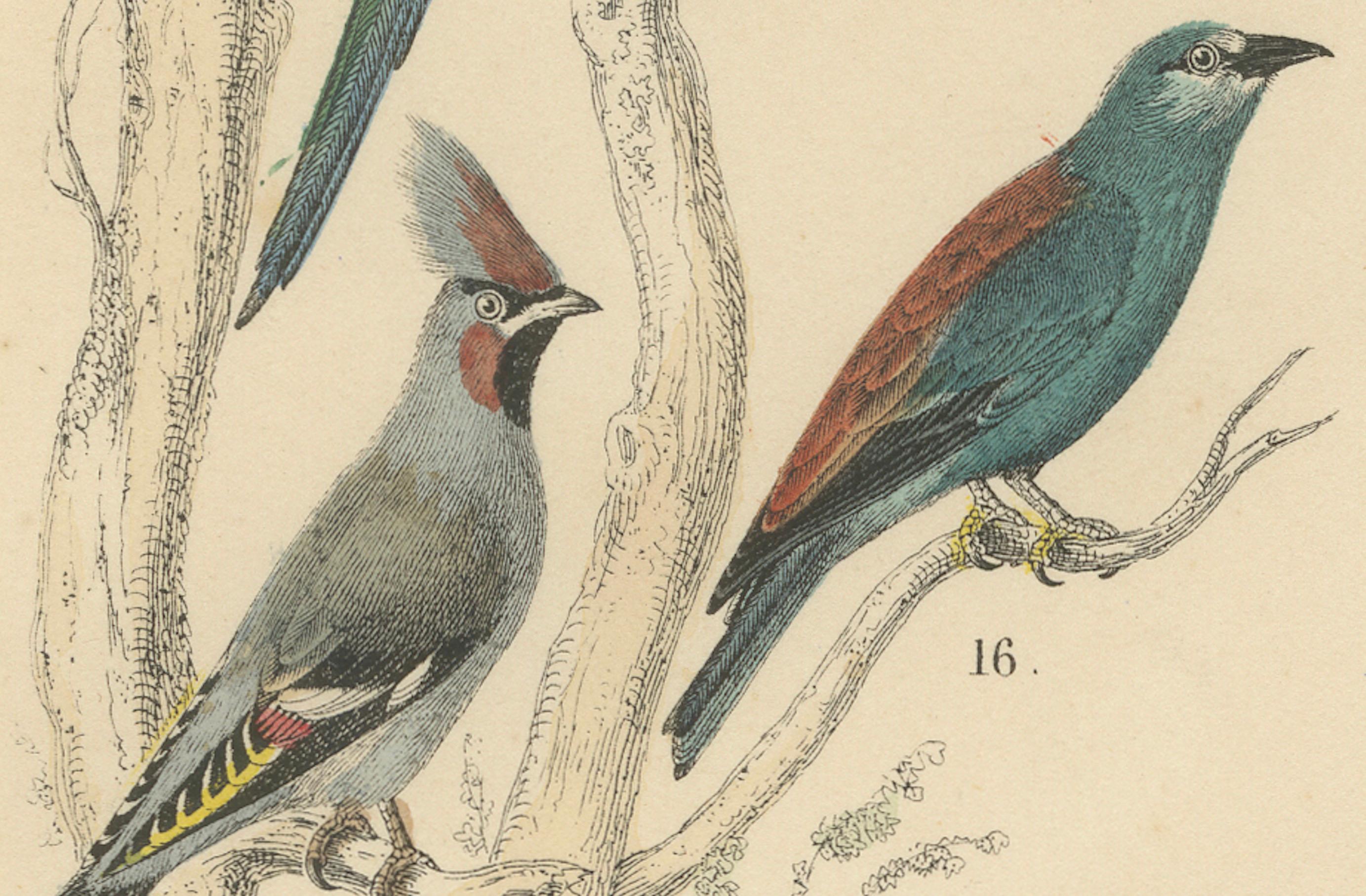 Stampa Uccelli canori e tropicali: Bucero, Gruccione, Corvo - Antico 1867 in vendita 4