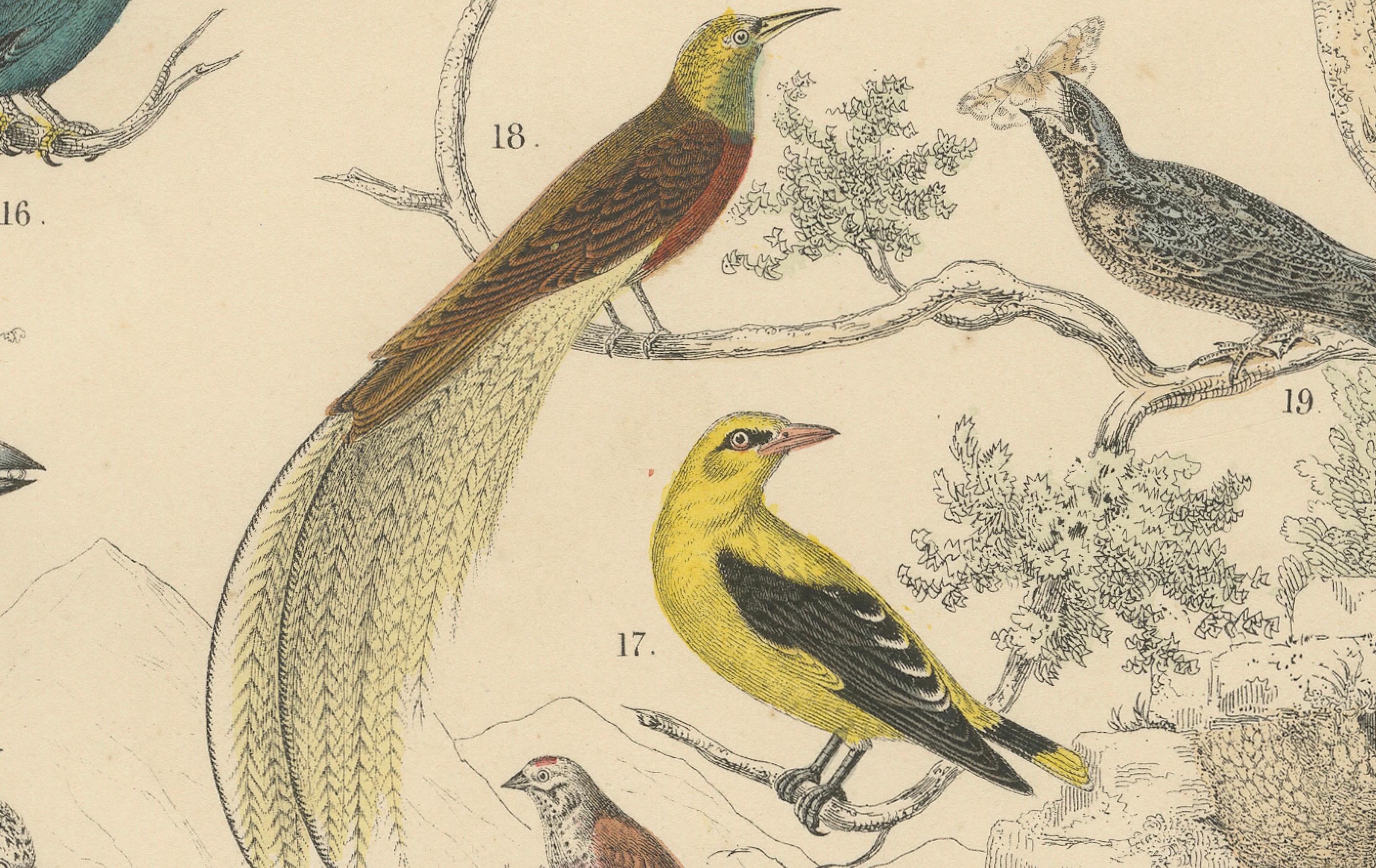 Stampa Uccelli canori e tropicali: Bucero, Gruccione, Corvo - Antico 1867 in vendita 5