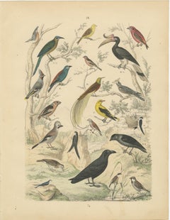 Songbirds & Tropical Birds Print: Hornbill, Bee-eater, Crow – Antique 1867