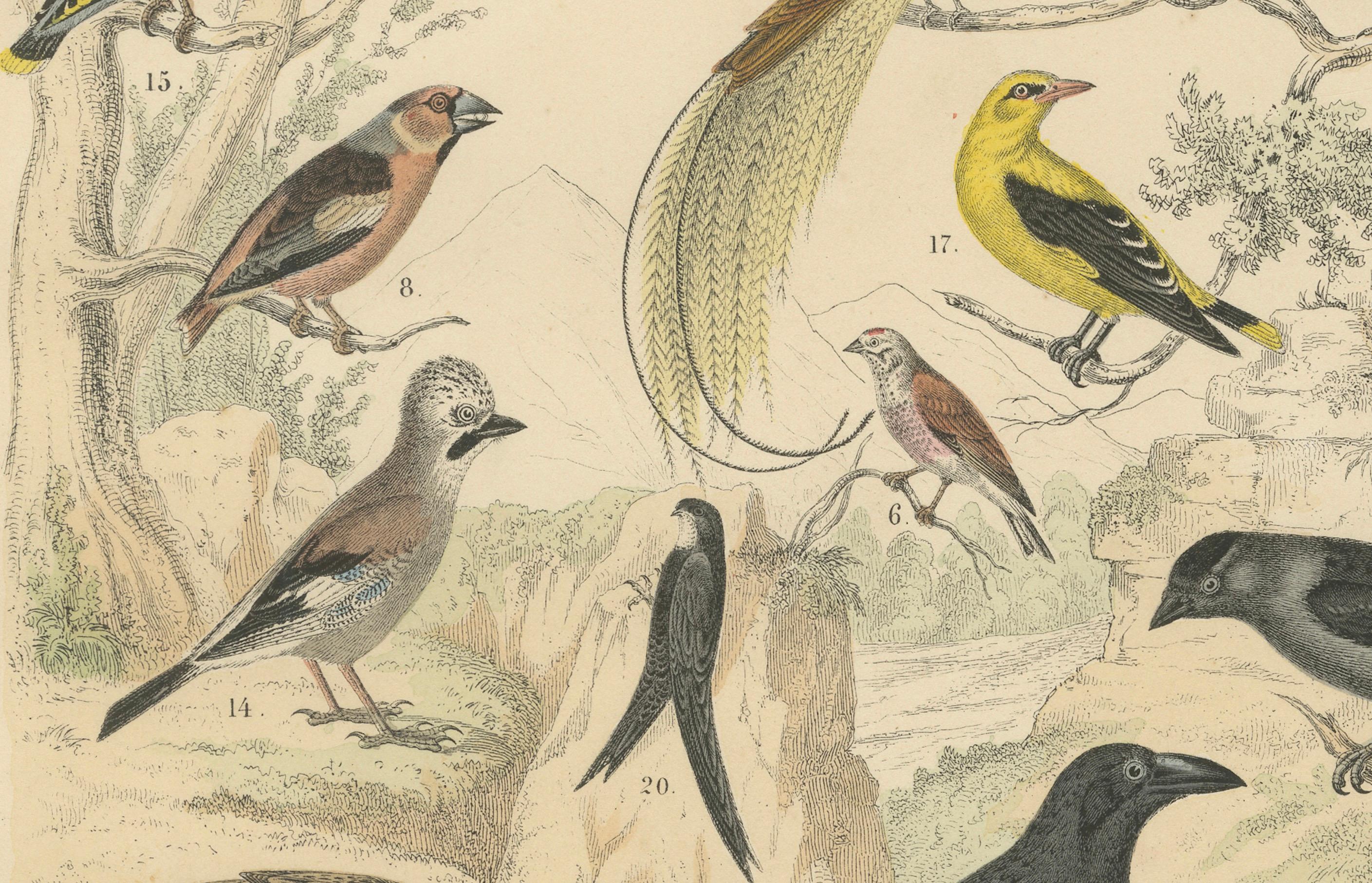 Tedesco Stampa Uccelli canori e tropicali: Bucero, Gruccione, Corvo - Antico 1867 in vendita