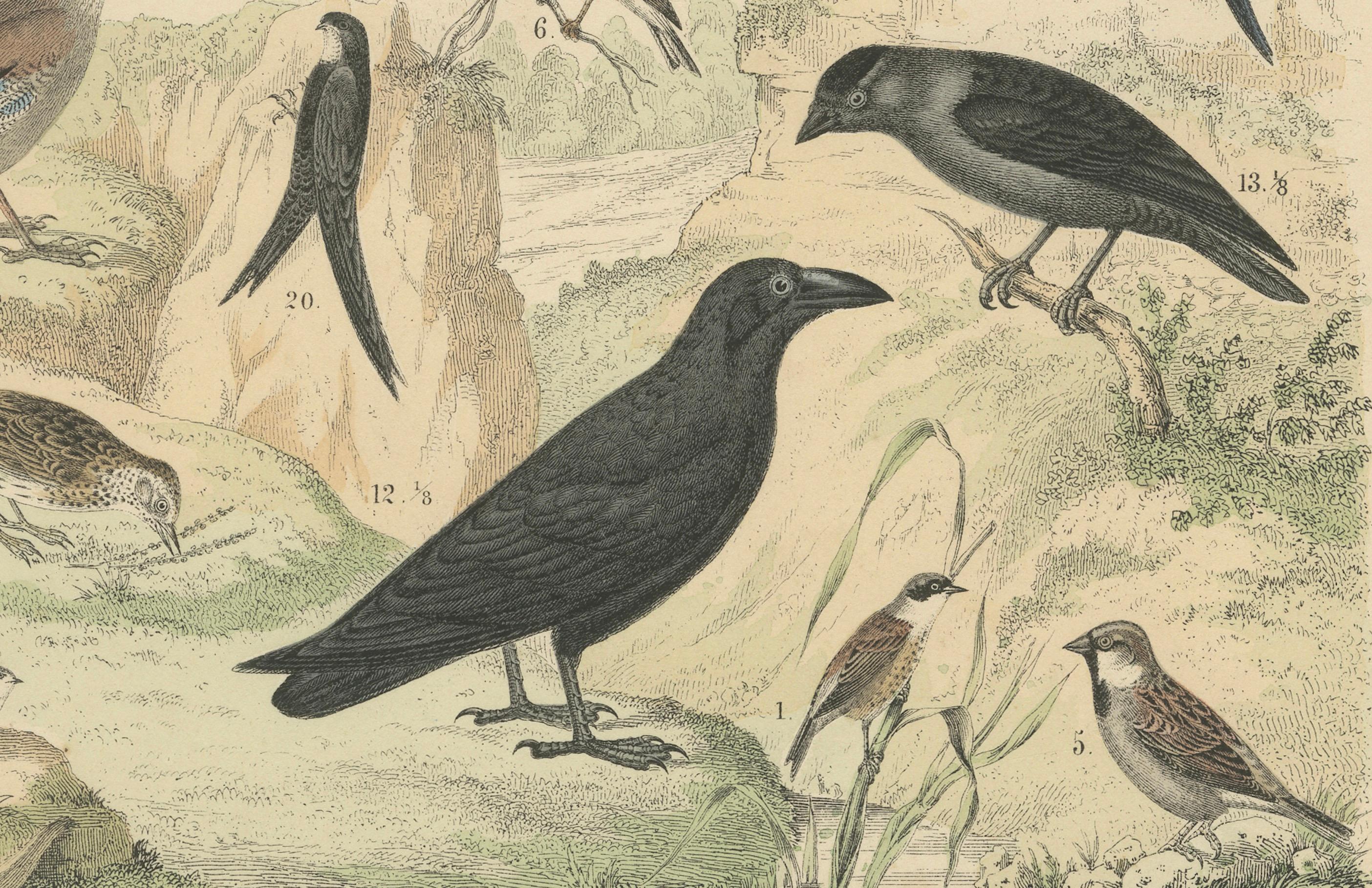 Stampa Uccelli canori e tropicali: Bucero, Gruccione, Corvo - Antico 1867 In condizioni buone in vendita a Langweer, NL