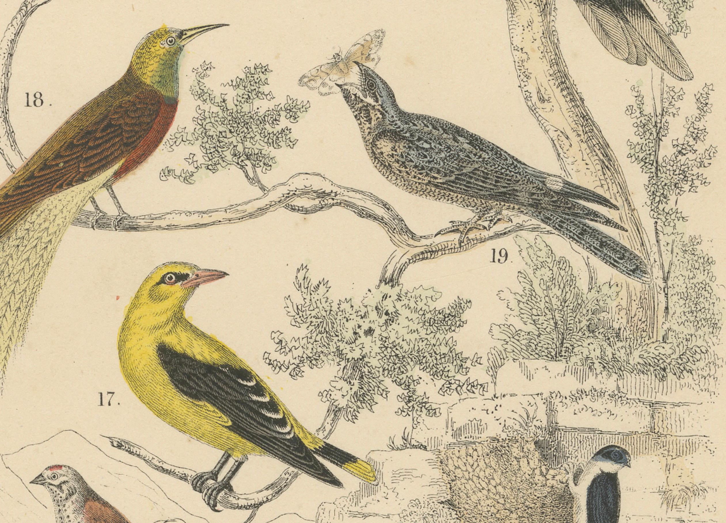 Metà XIX secolo Stampa Uccelli canori e tropicali: Bucero, Gruccione, Corvo - Antico 1867 in vendita