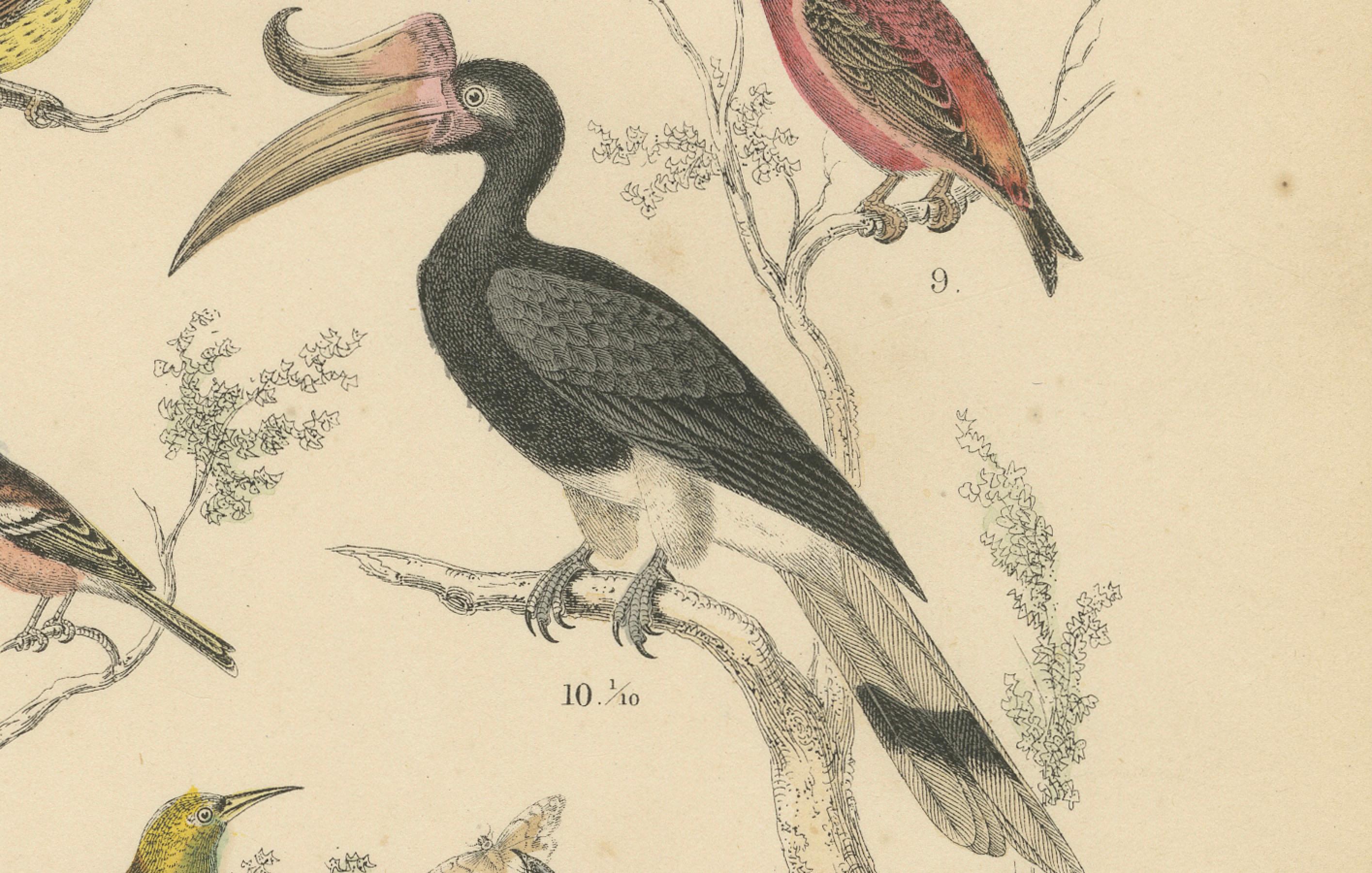 Carta Stampa Uccelli canori e tropicali: Bucero, Gruccione, Corvo - Antico 1867 in vendita