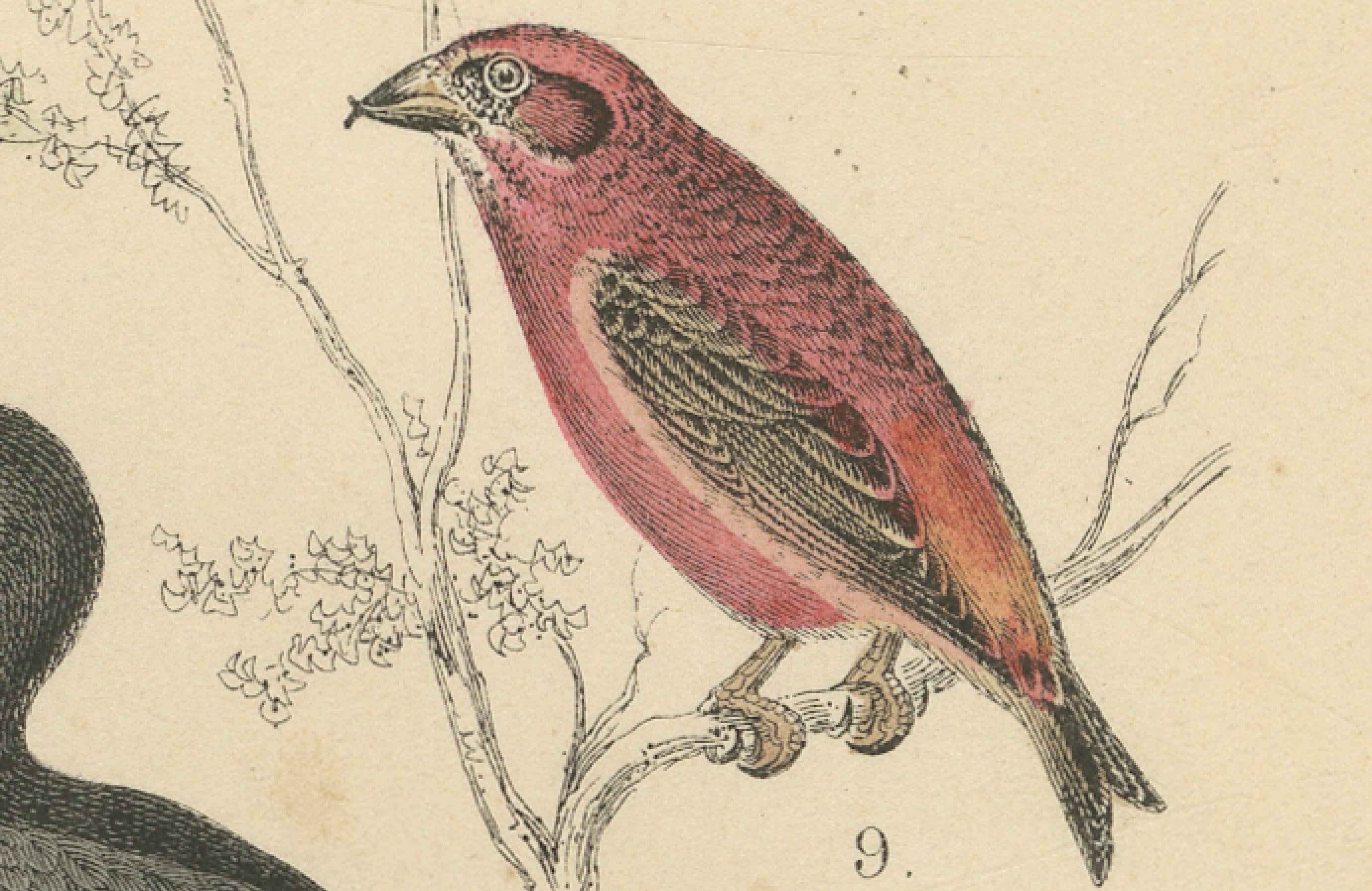 Stampa Uccelli canori e tropicali: Bucero, Gruccione, Corvo - Antico 1867 in vendita 1
