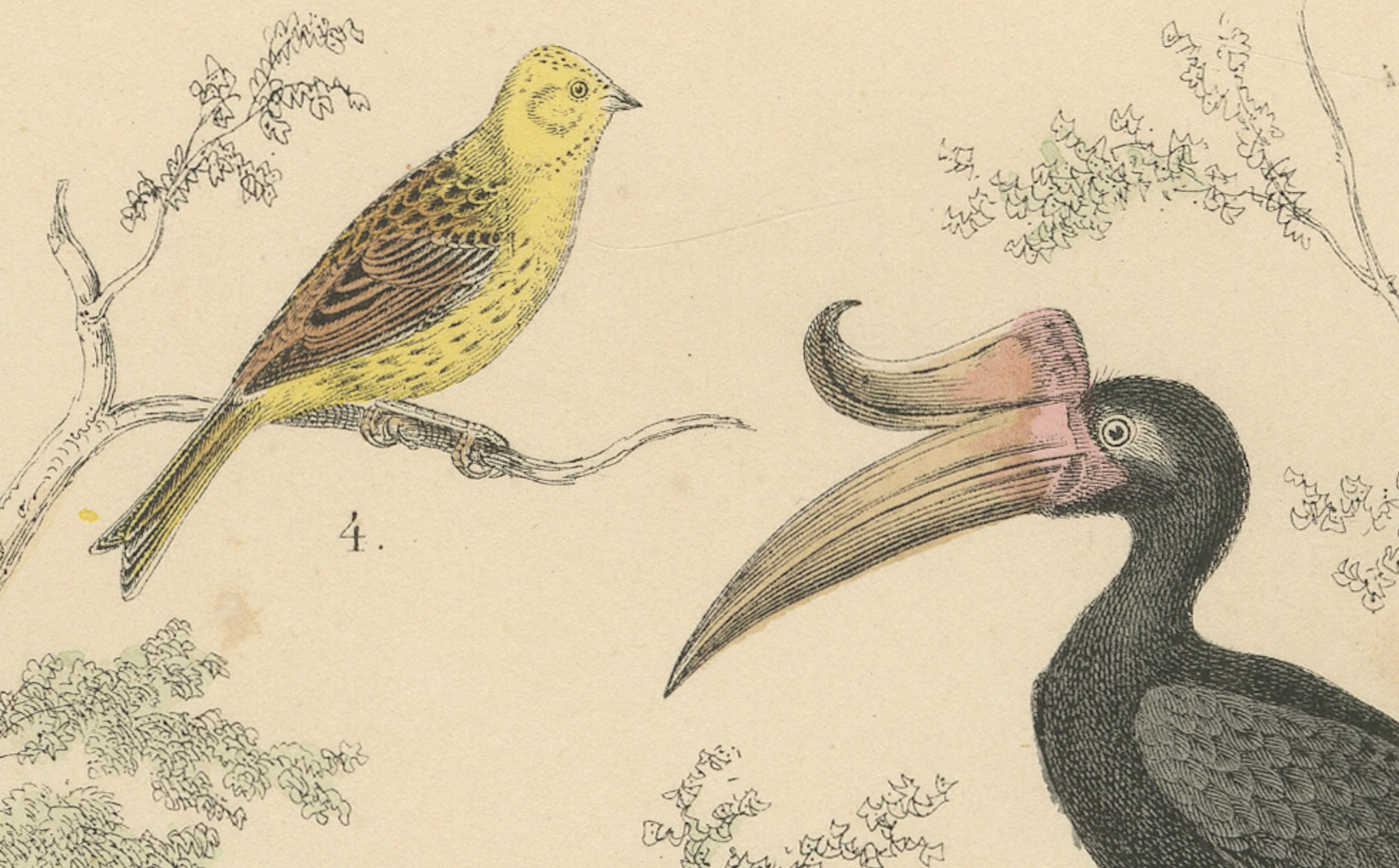 Stampa Uccelli canori e tropicali: Bucero, Gruccione, Corvo - Antico 1867 in vendita 2