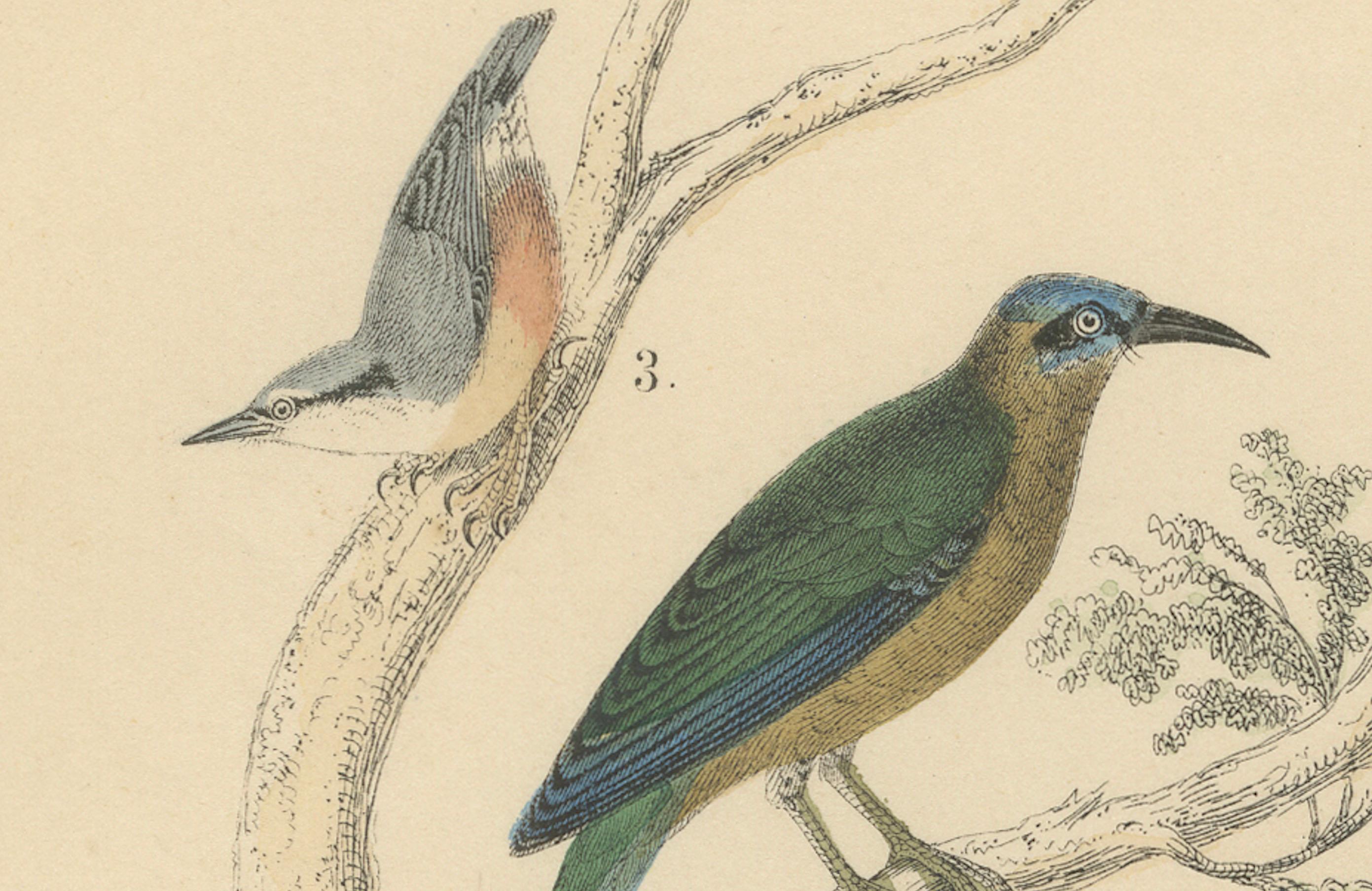 Stampa Uccelli canori e tropicali: Bucero, Gruccione, Corvo - Antico 1867 in vendita 3