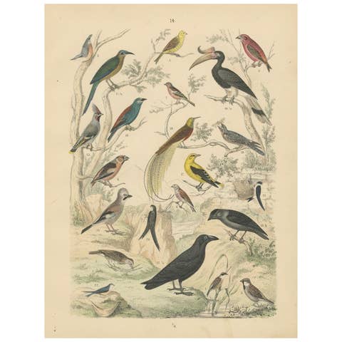 Songbirds & Tropical Birds Print: Hornbill, Bee-eater, Crow – Antique 1867