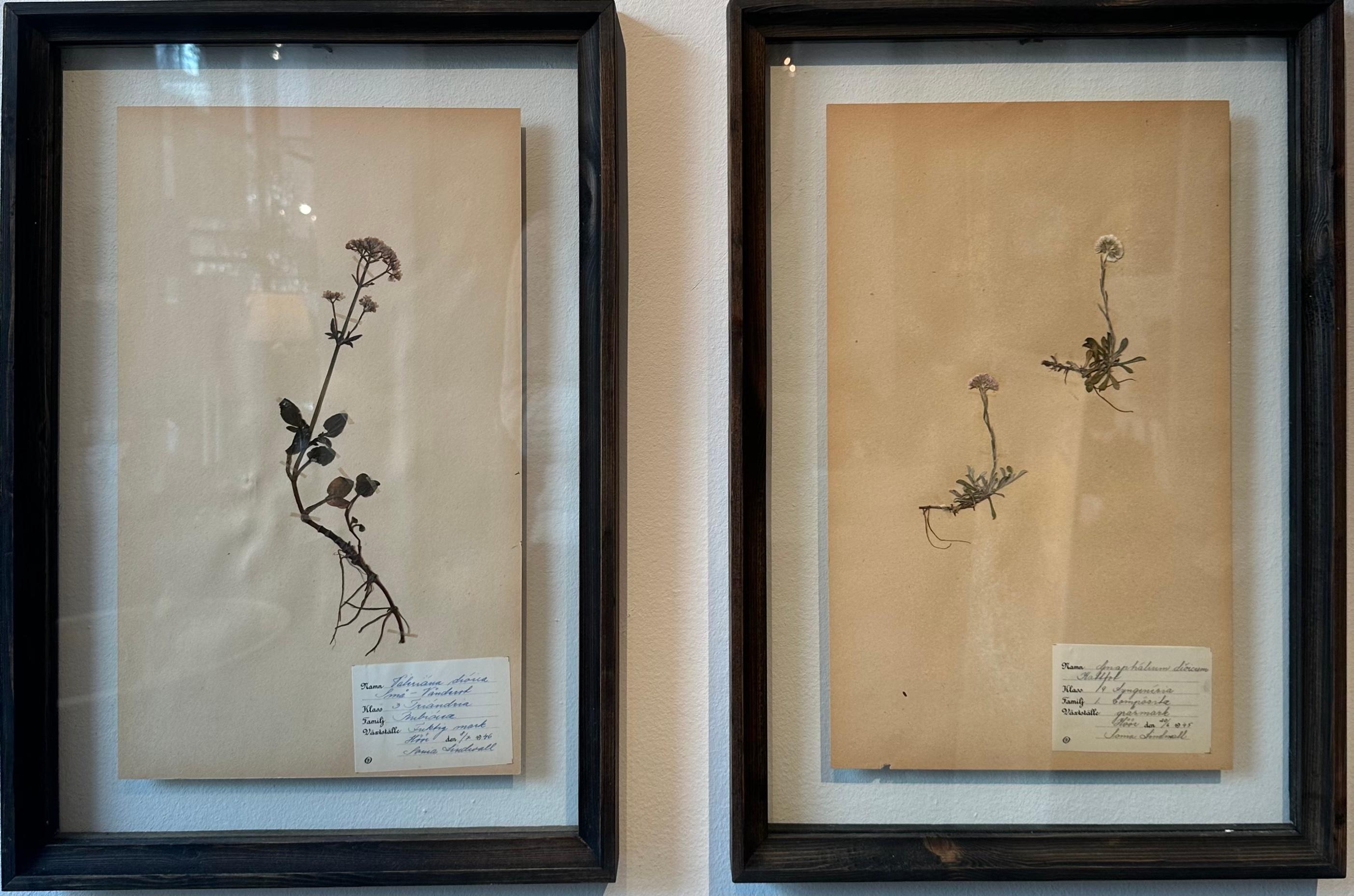 Sonia Lindwall Still-Life Painting - 6 Vintage Herbarium Botanical Flower Press With Custom Frame