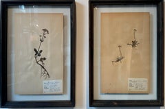 6 Vintage Herbarium Botanical Flower Press With Custom Frame