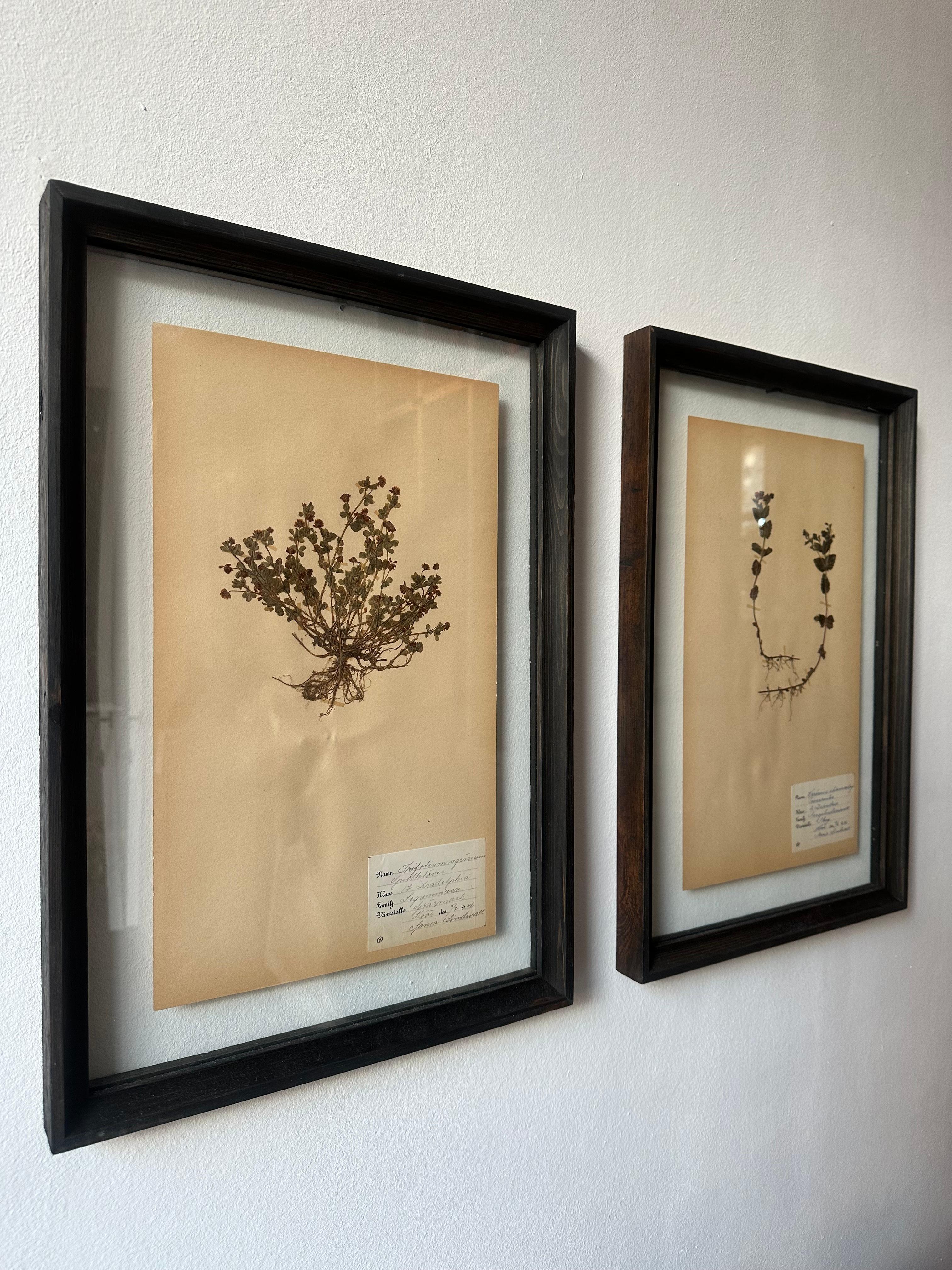 Paire unique de presses à fleurs botaniques d'herbier vintage avec cadre personnalisé - Painting de Sonia Lindwall