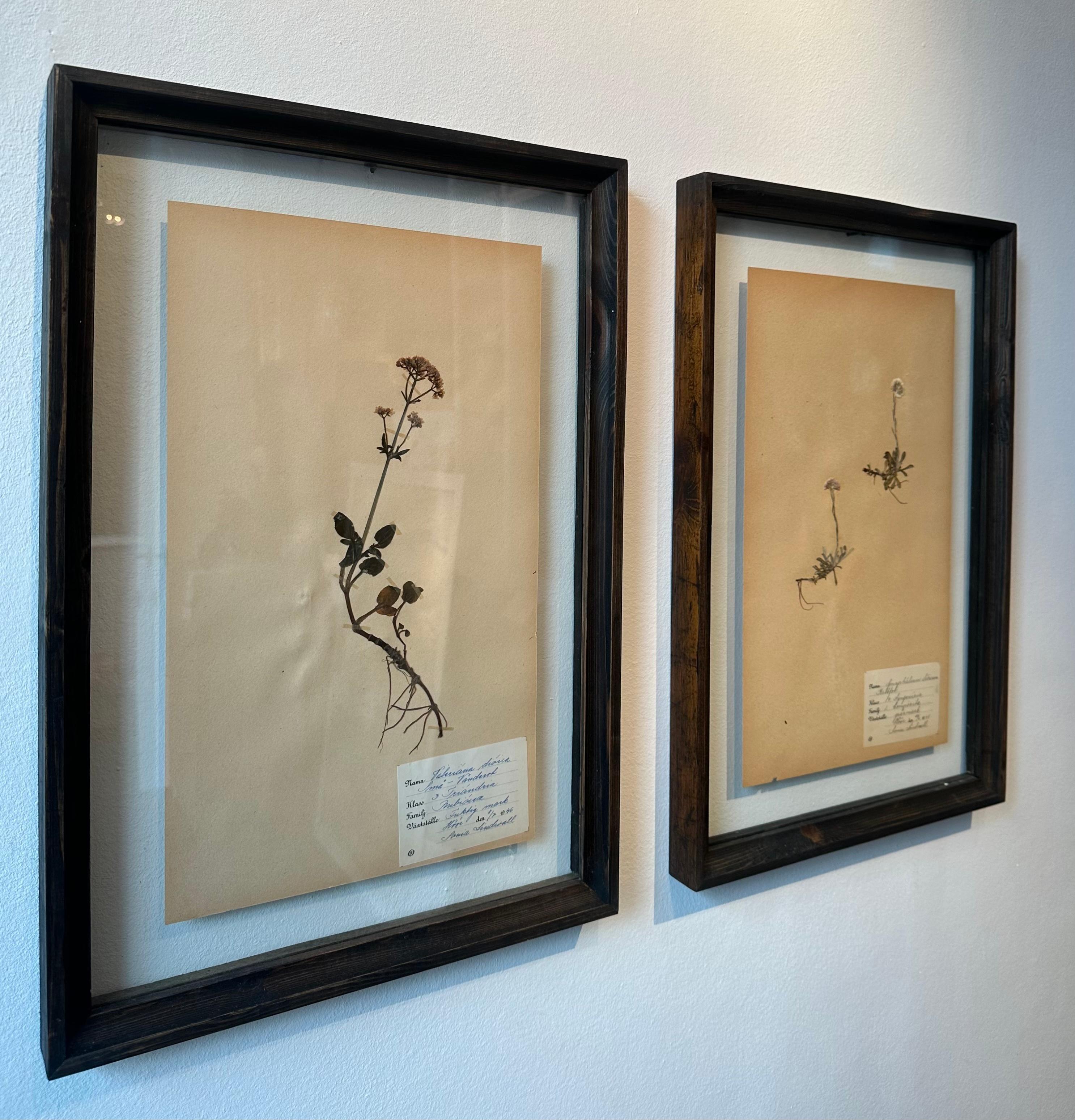 Paire unique de presses à fleurs botaniques d'herbier vintage avec cadre personnalisé - Romantique Mixed Media Art par Sonia Lindwall