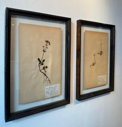 Unique Pair Of Vintage Herbarium Displays. Pressed Botanical/Flower Specimen