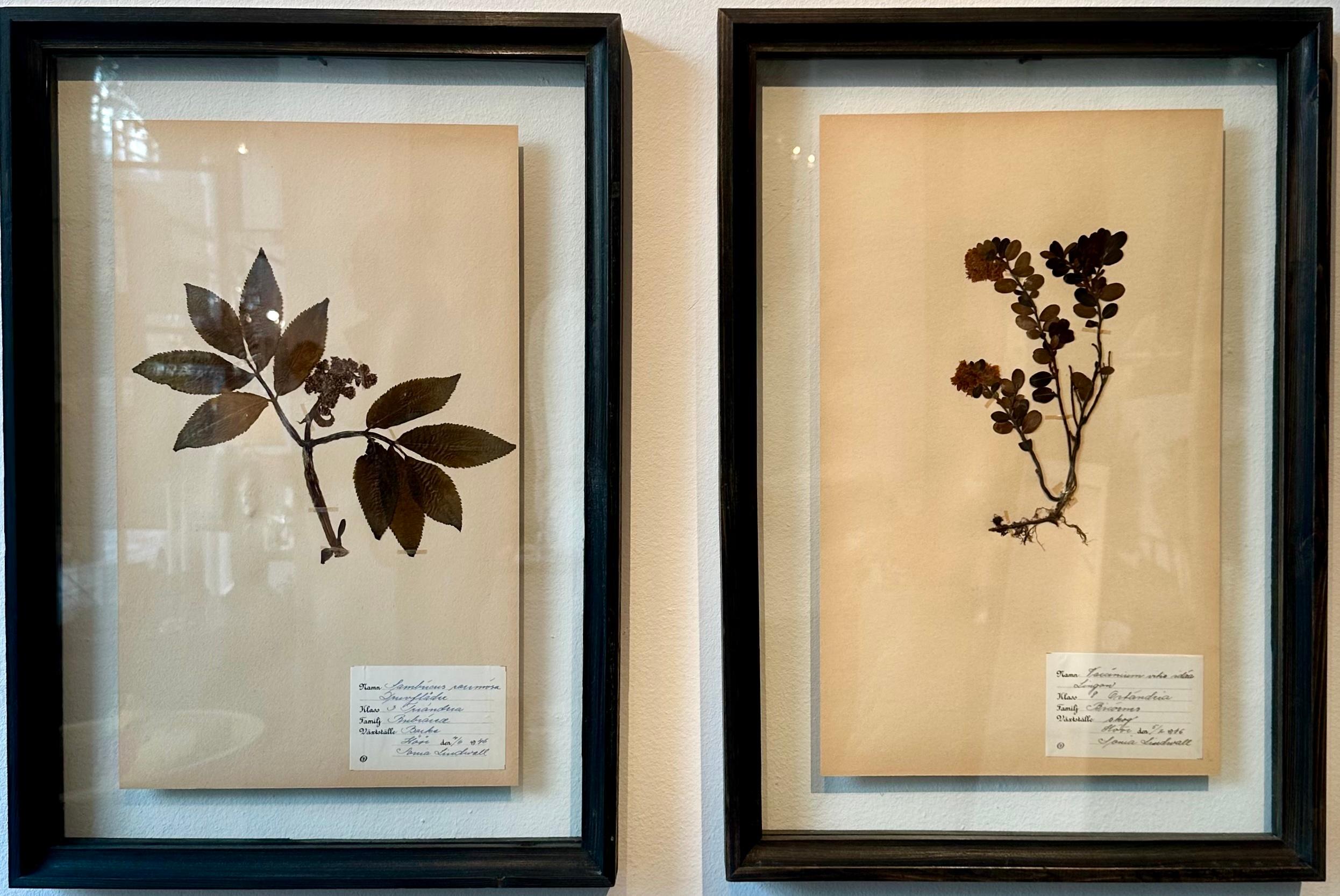 Paire unique de presses à fleurs botaniques d'herbier vintage avec cadre personnalisé - Painting de Sonia Lindwall