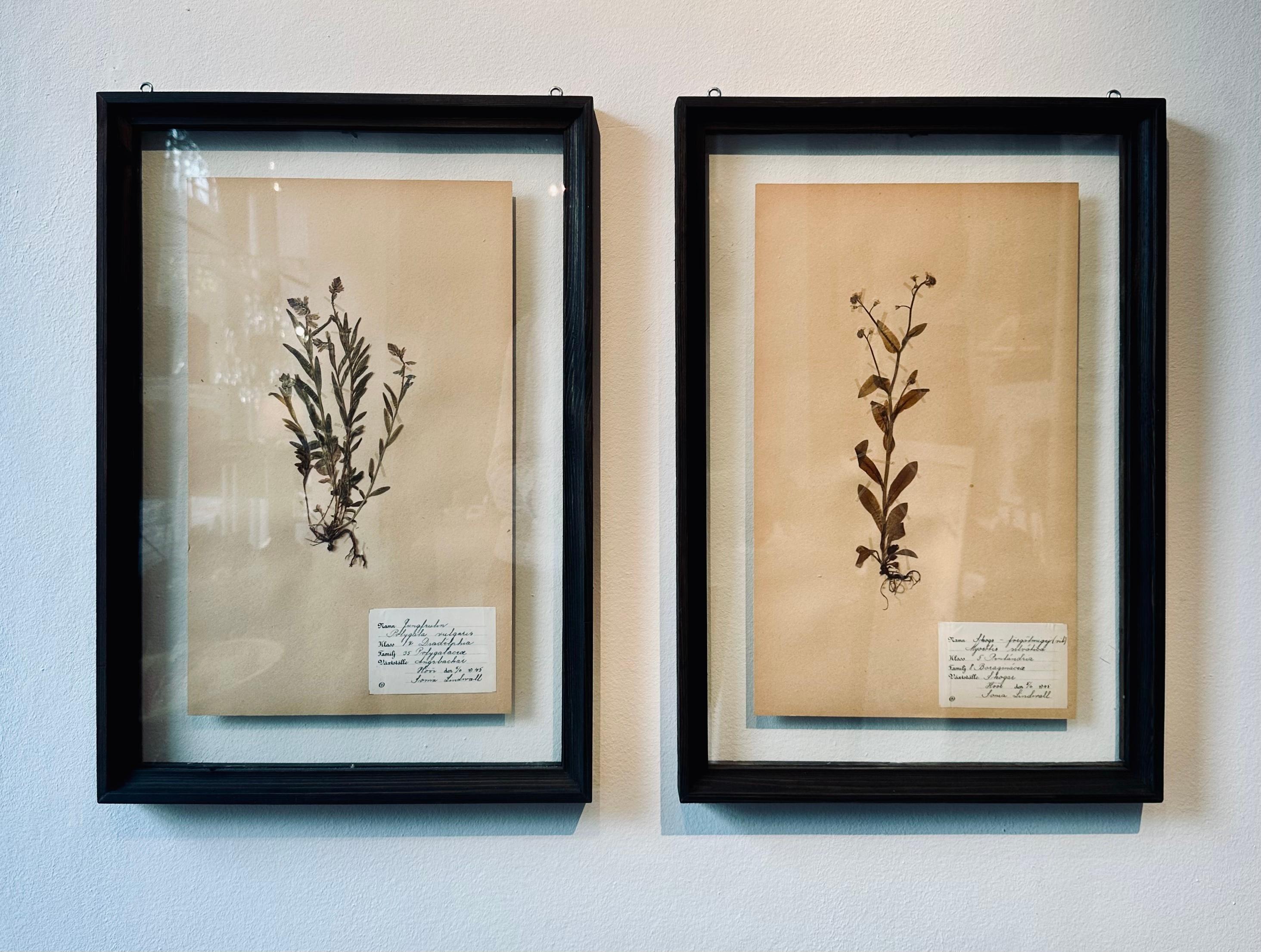 Ein einzigartiges Paar von Vintage Herbarium Botanical Flower Press mit benutzerdefinierten Rahmen