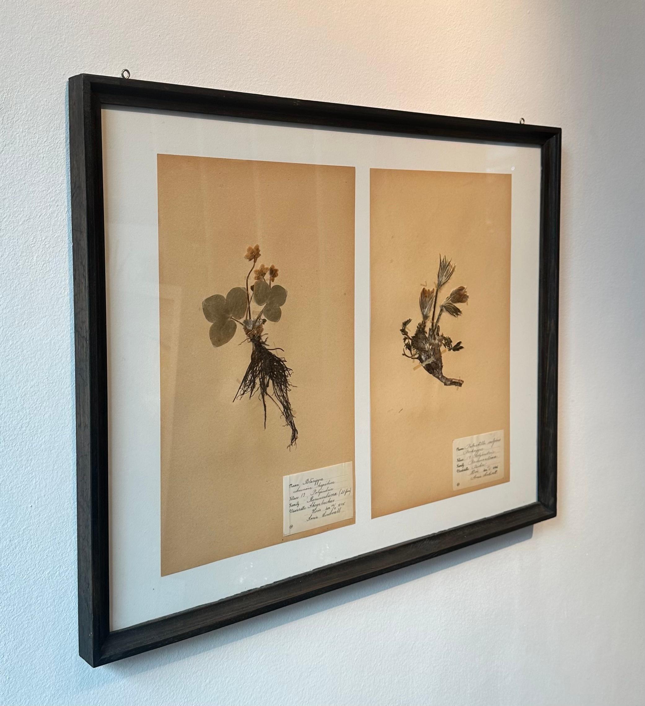 Paire unique de presses à fleurs botaniques d'herbier vintage avec cadre personnalisé - Romantique Mixed Media Art par Sonia Lindwall