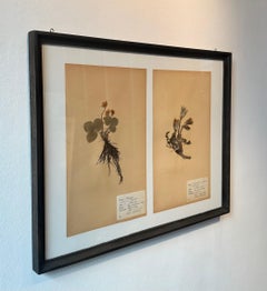 Unique Pair Of Vintage Herbarium Botanical Flower Press With Custom Frame
