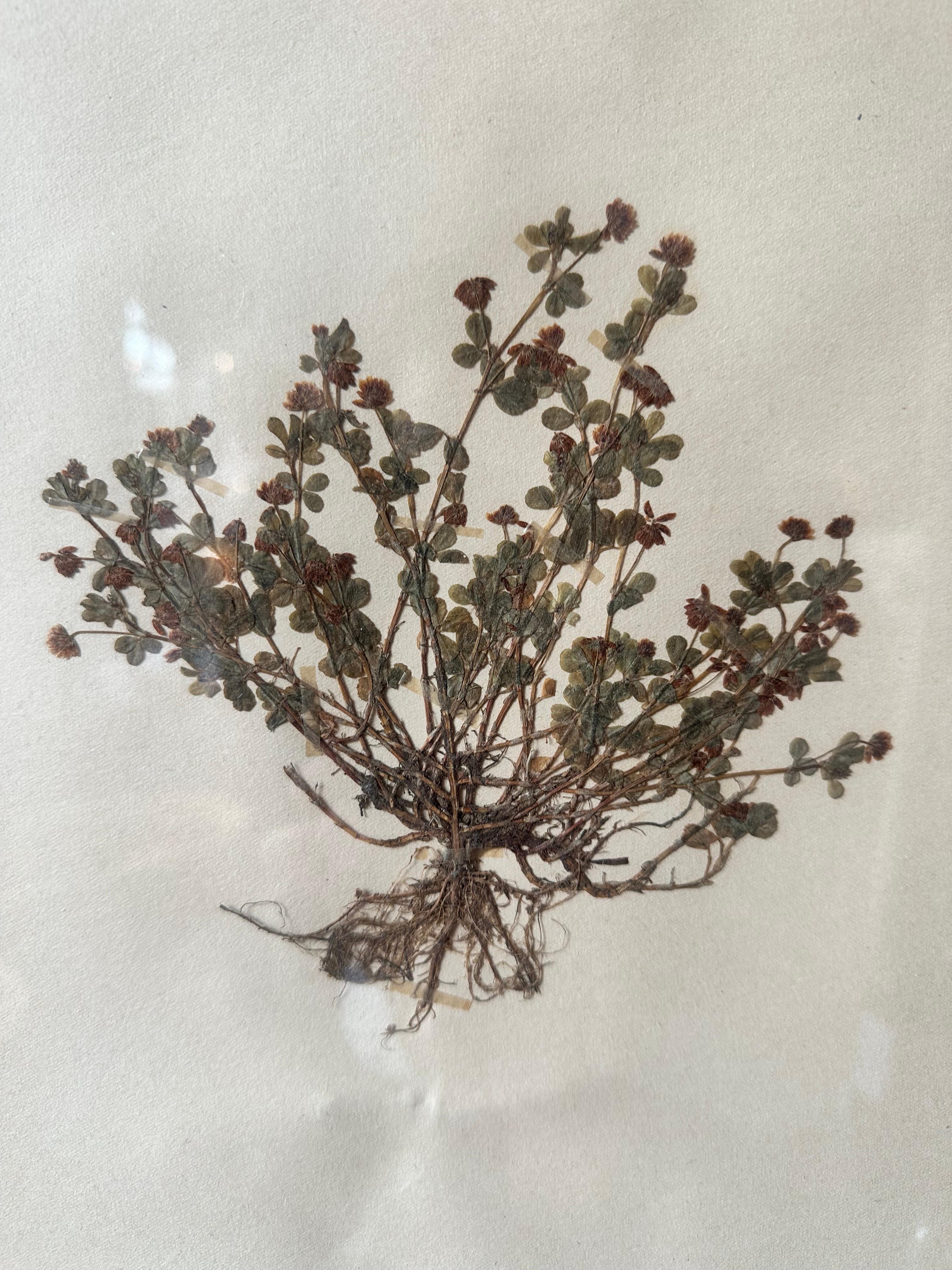 Paire unique de presses à fleurs botaniques d'herbier vintage avec cadre personnalisé - Romantique Painting par Sonia Lindwall