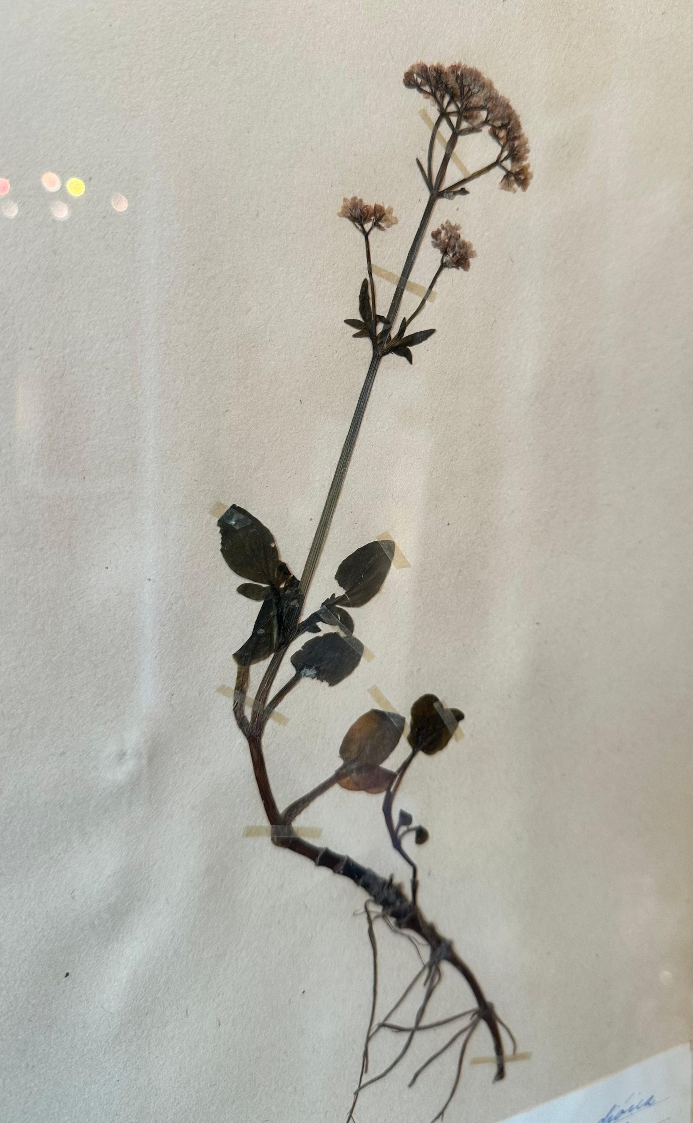 Une paire unique d'herbiers / présentoirs botaniques vintage collectés et créés par S. Lindwald en juin 1946 en Suède. Ces spécimens botaniques sont conservés sous verre dans un nouveau cadre en verre double face fabriqué sur mesure. Les feuilles