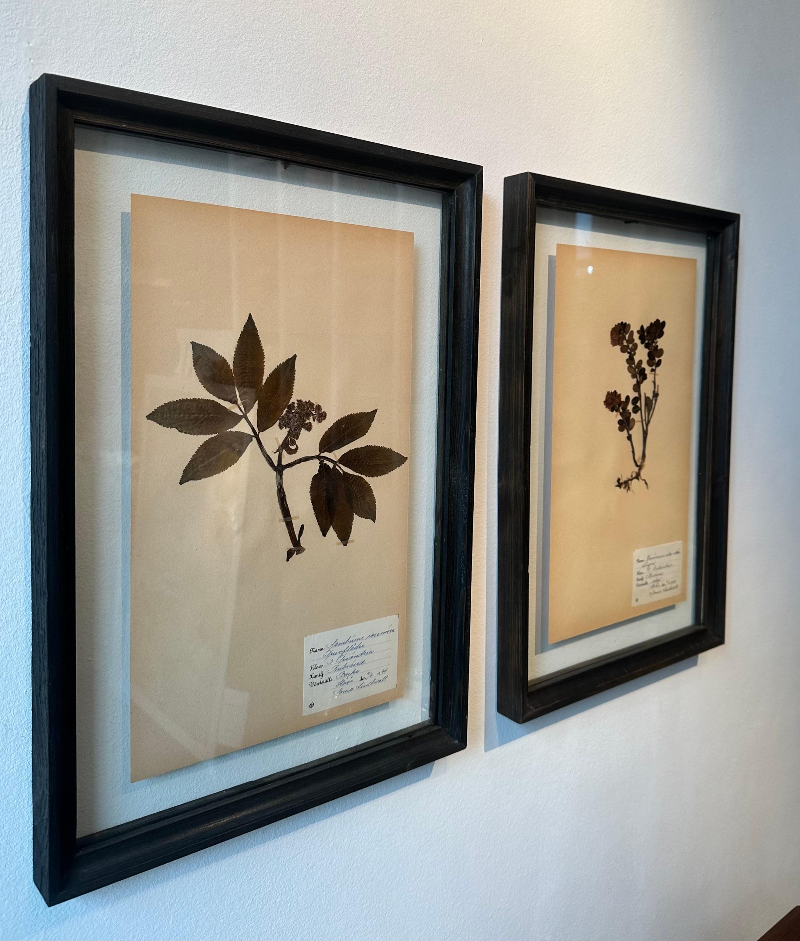 Paire unique de presses à fleurs botaniques d'herbier vintage avec cadre personnalisé - Romantique Painting par Sonia Lindwall