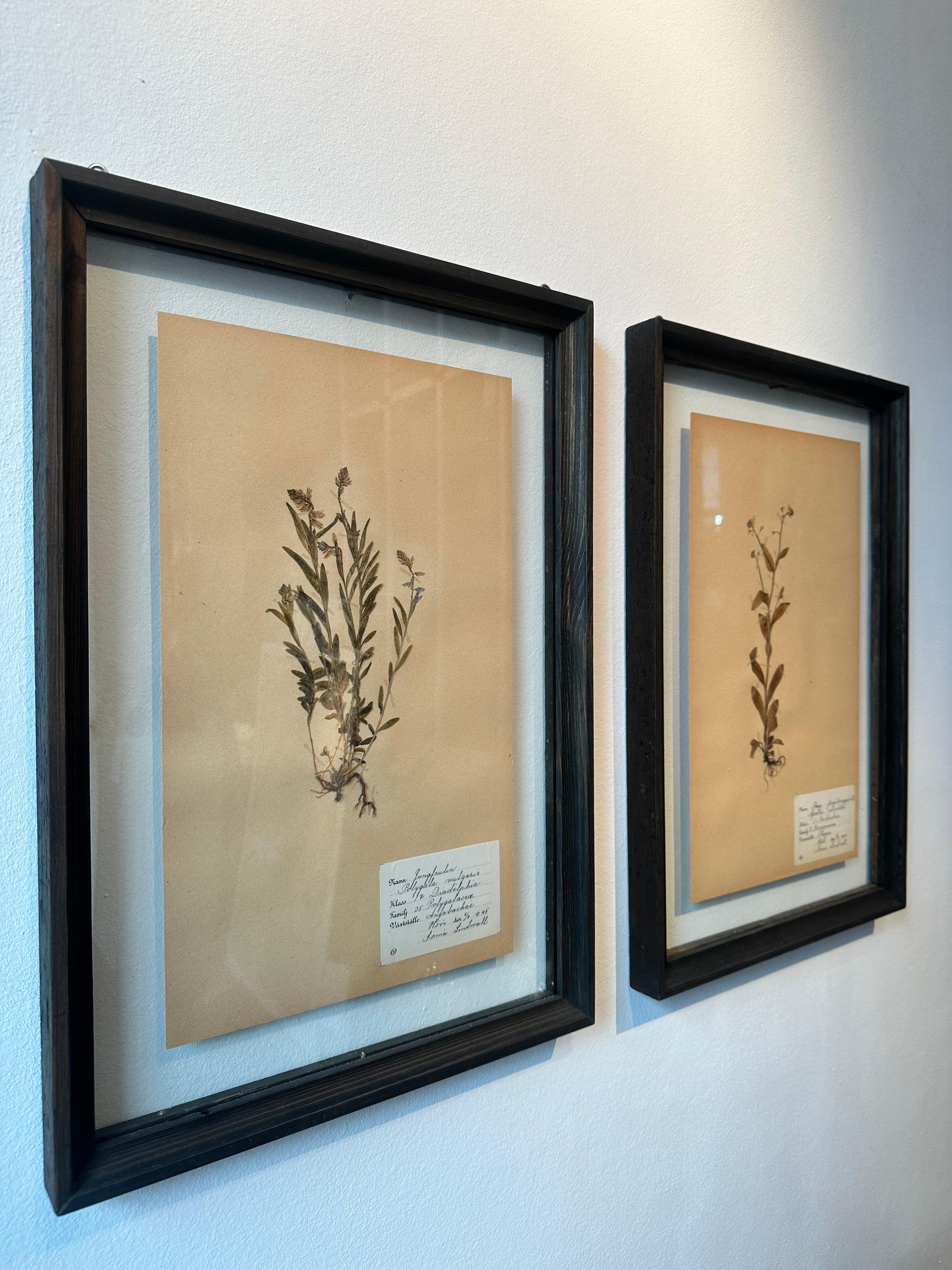 Paire unique de presses à fleurs botaniques d'herbier vintage avec cadre personnalisé - Romantique Mixed Media Art par Sonia Lindwall