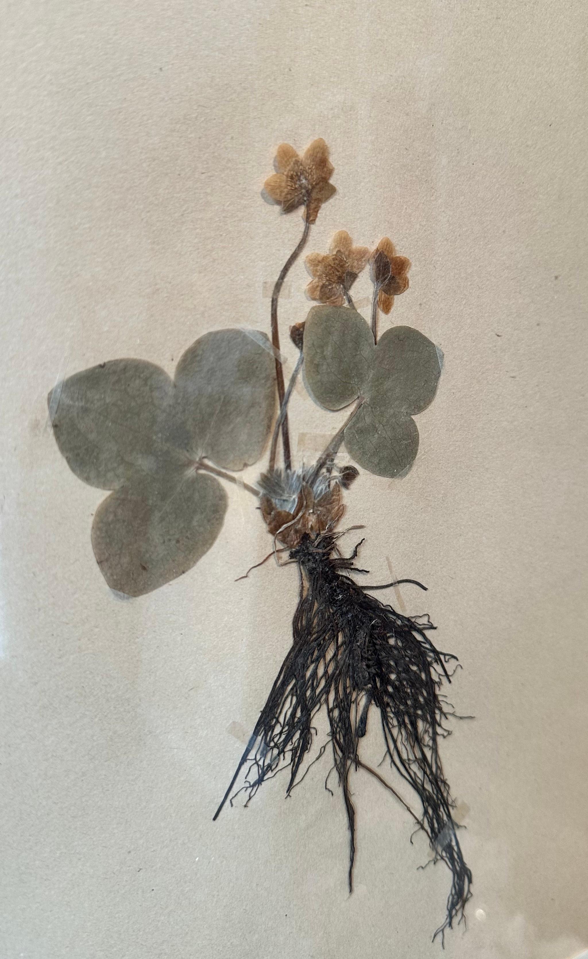 Une paire unique d'herbiers / présentoirs botaniques vintage collectés et créés par S. Lindwald en juin 1946 en Suède. Ces spécimens botaniques sont conservés sous verre dans un nouveau cadre en verre double face fabriqué sur mesure. Les feuilles