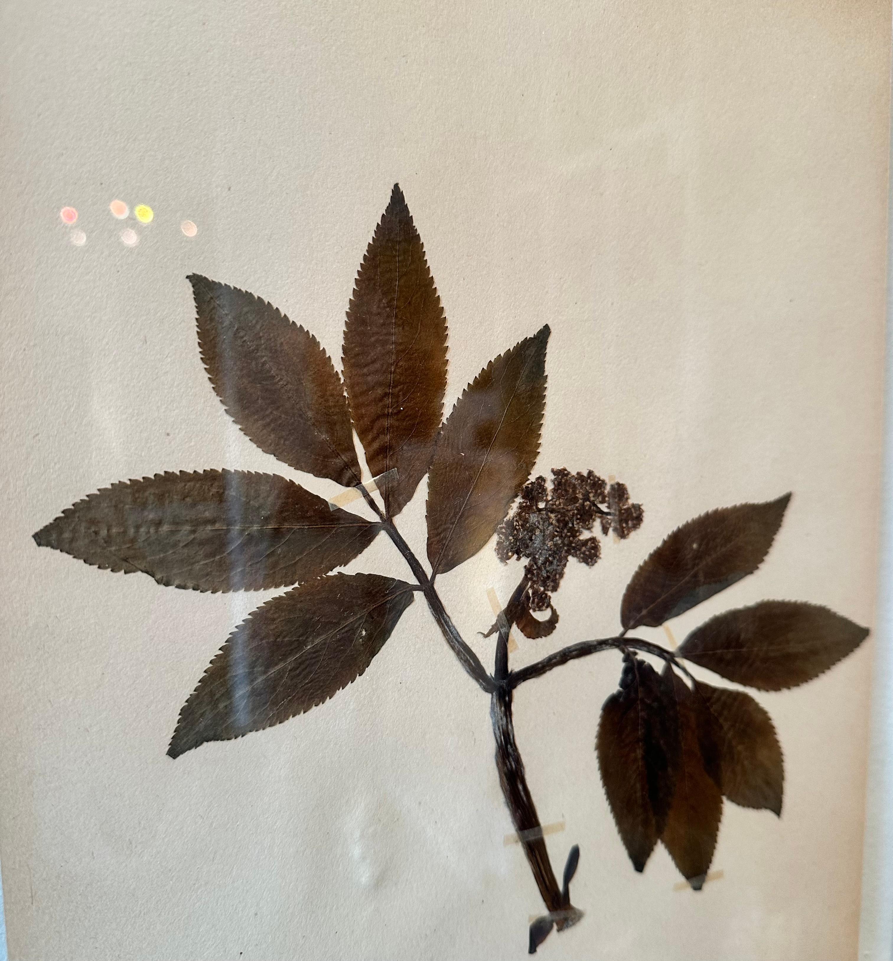 Paire unique de presses à fleurs botaniques d'herbier vintage avec cadre personnalisé - Marron Still-Life Painting par Sonia Lindwall