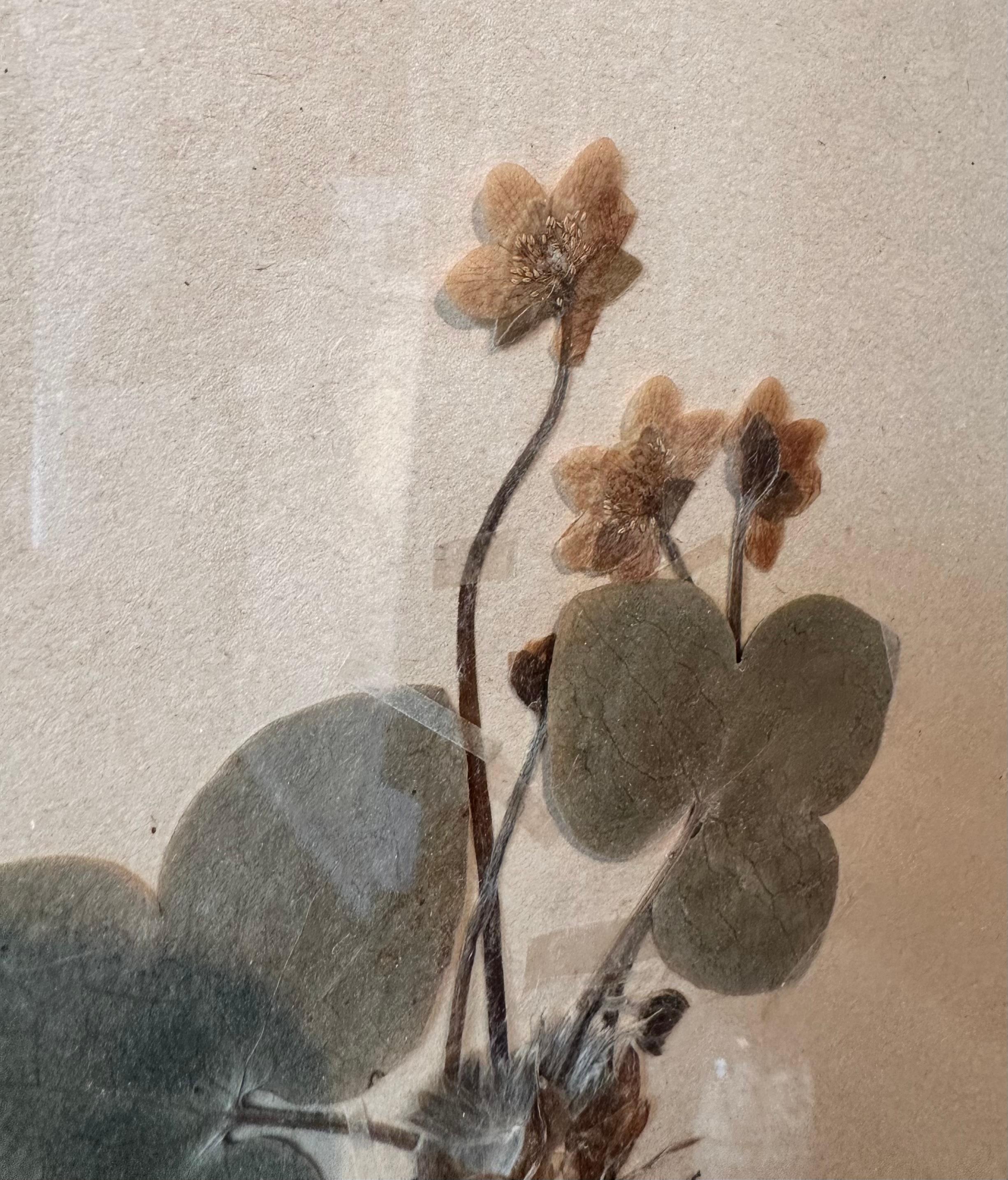 Paire unique de presses à fleurs botaniques d'herbier vintage avec cadre personnalisé en vente 1