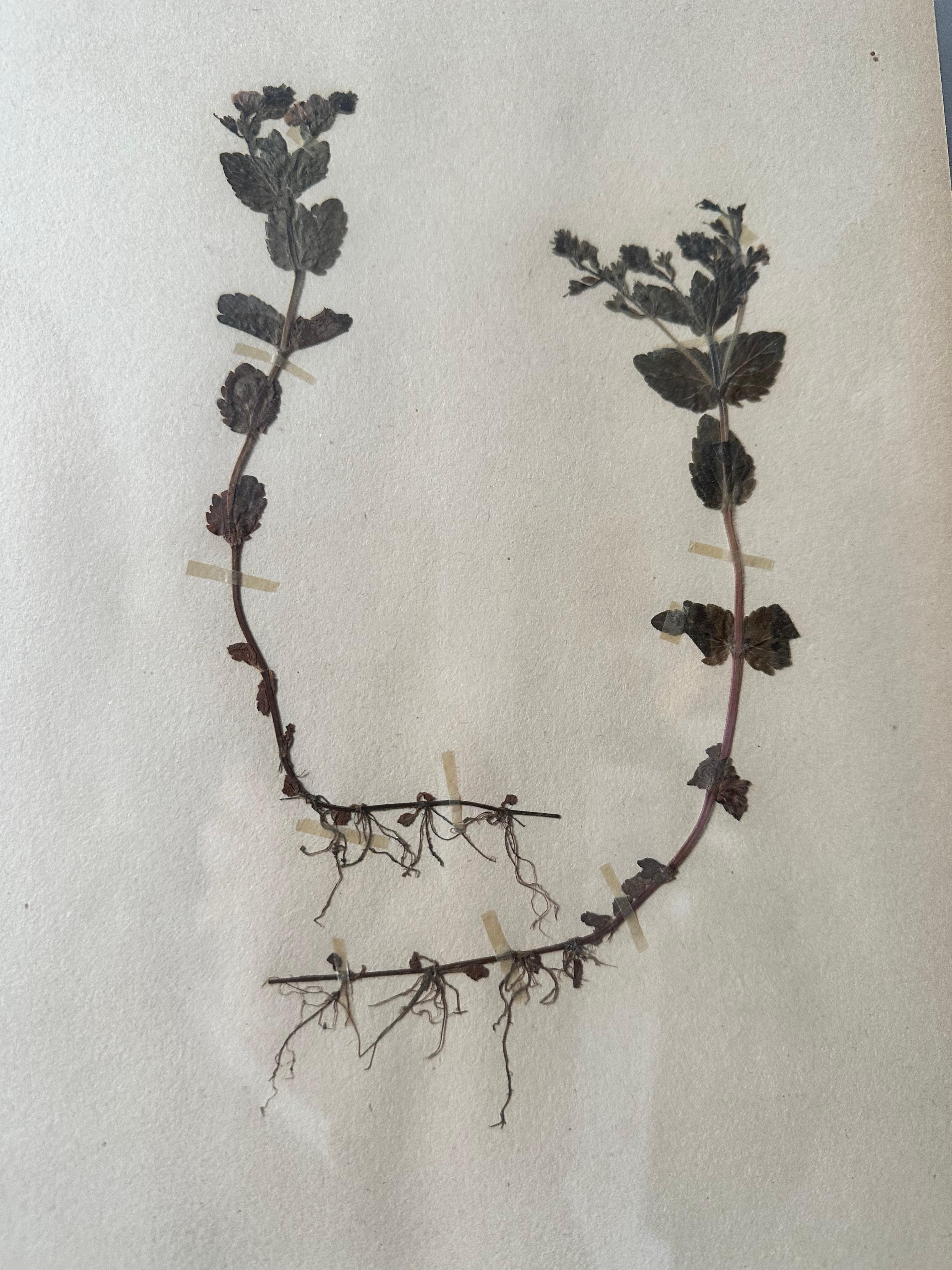 Une paire unique d'herbiers / présentoirs botaniques vintage collectés et créés par S. Lindwald en juin 1946 en Suède. Ces spécimens botaniques sont conservés sous verre dans un nouveau cadre en verre double face fabriqué sur mesure. Les feuilles