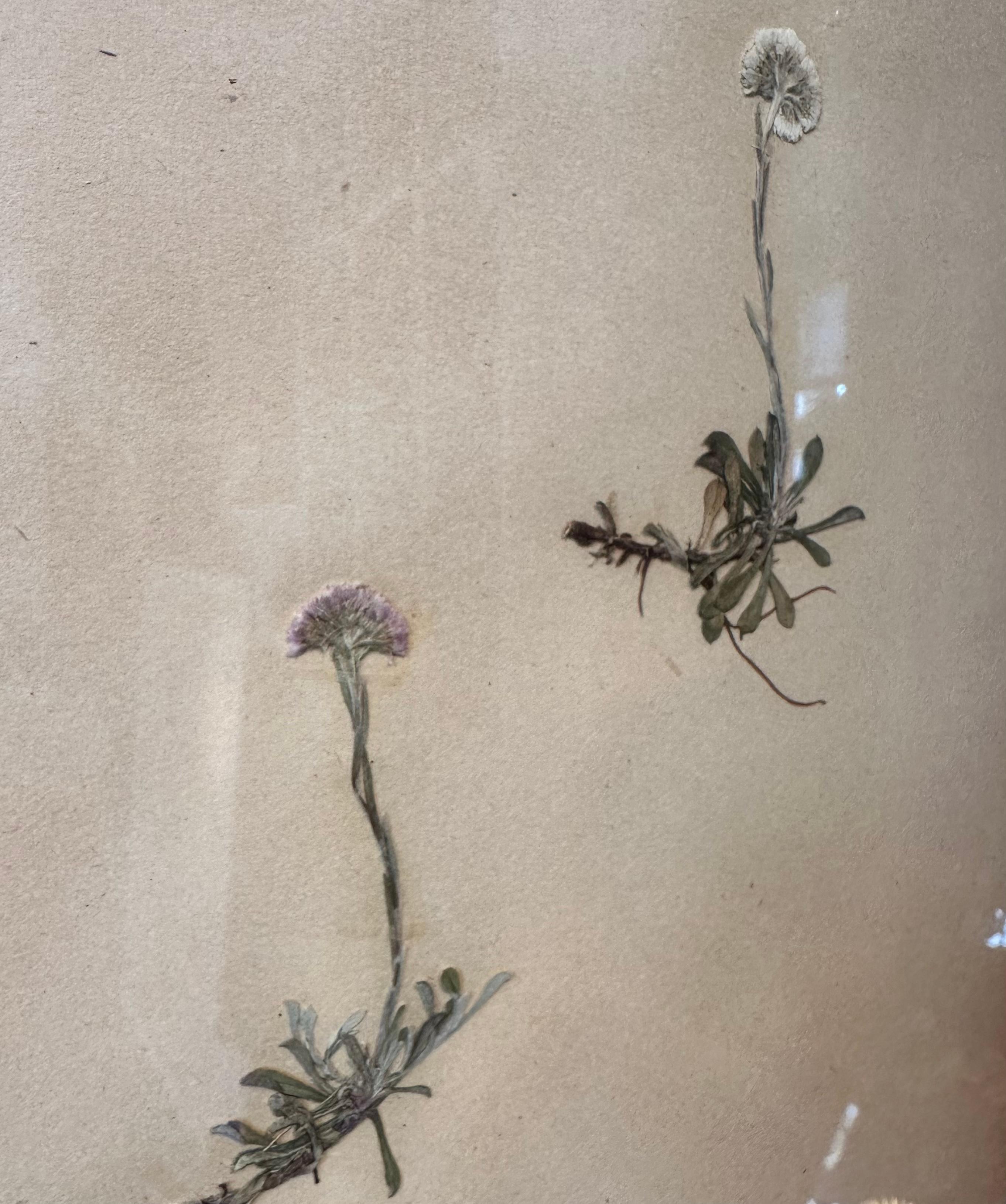 Paire unique de presses à fleurs botaniques d'herbier vintage avec cadre personnalisé en vente 2