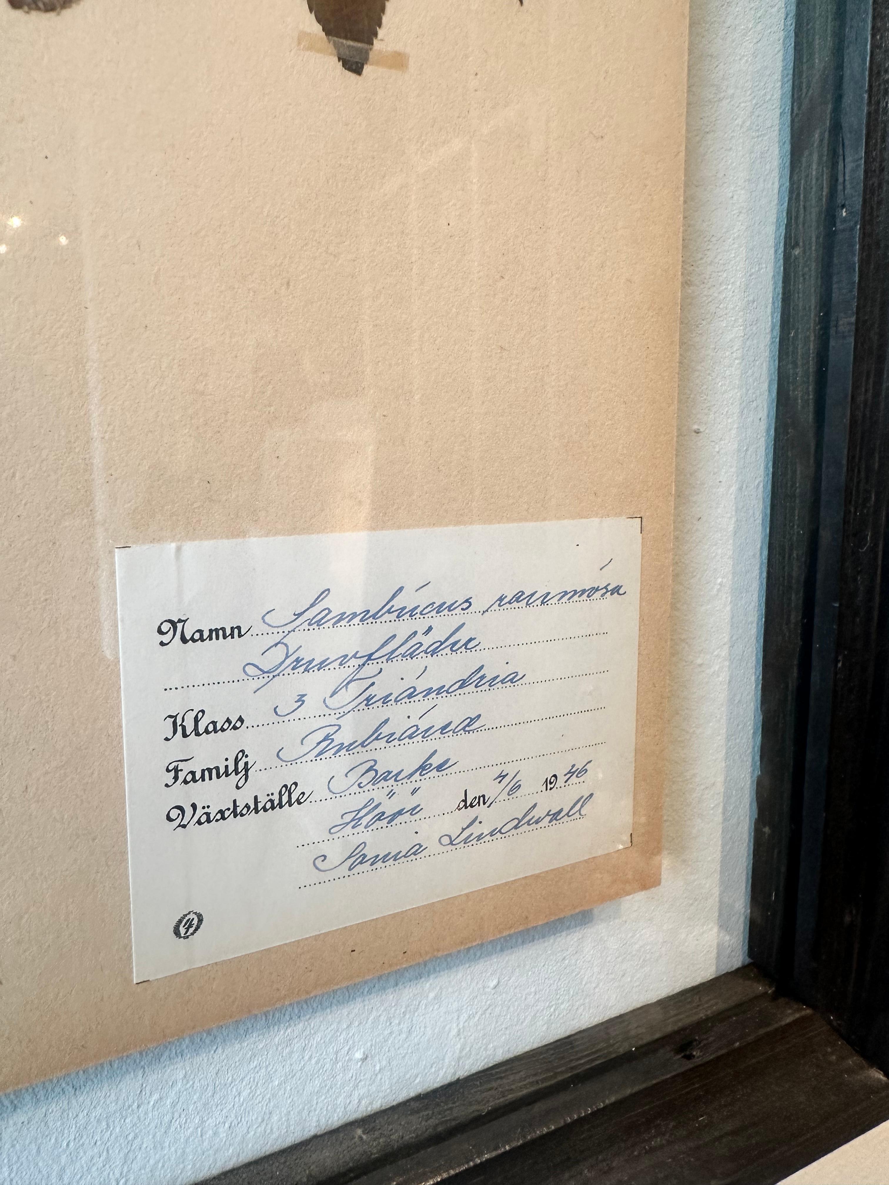 Une paire unique d'herbiers / présentoirs botaniques vintage collectés et créés par S. Lindwald en juin 1946 en Suède. Ces spécimens botaniques sont conservés sous verre dans un nouveau cadre en verre double face fabriqué sur mesure. Les feuilles