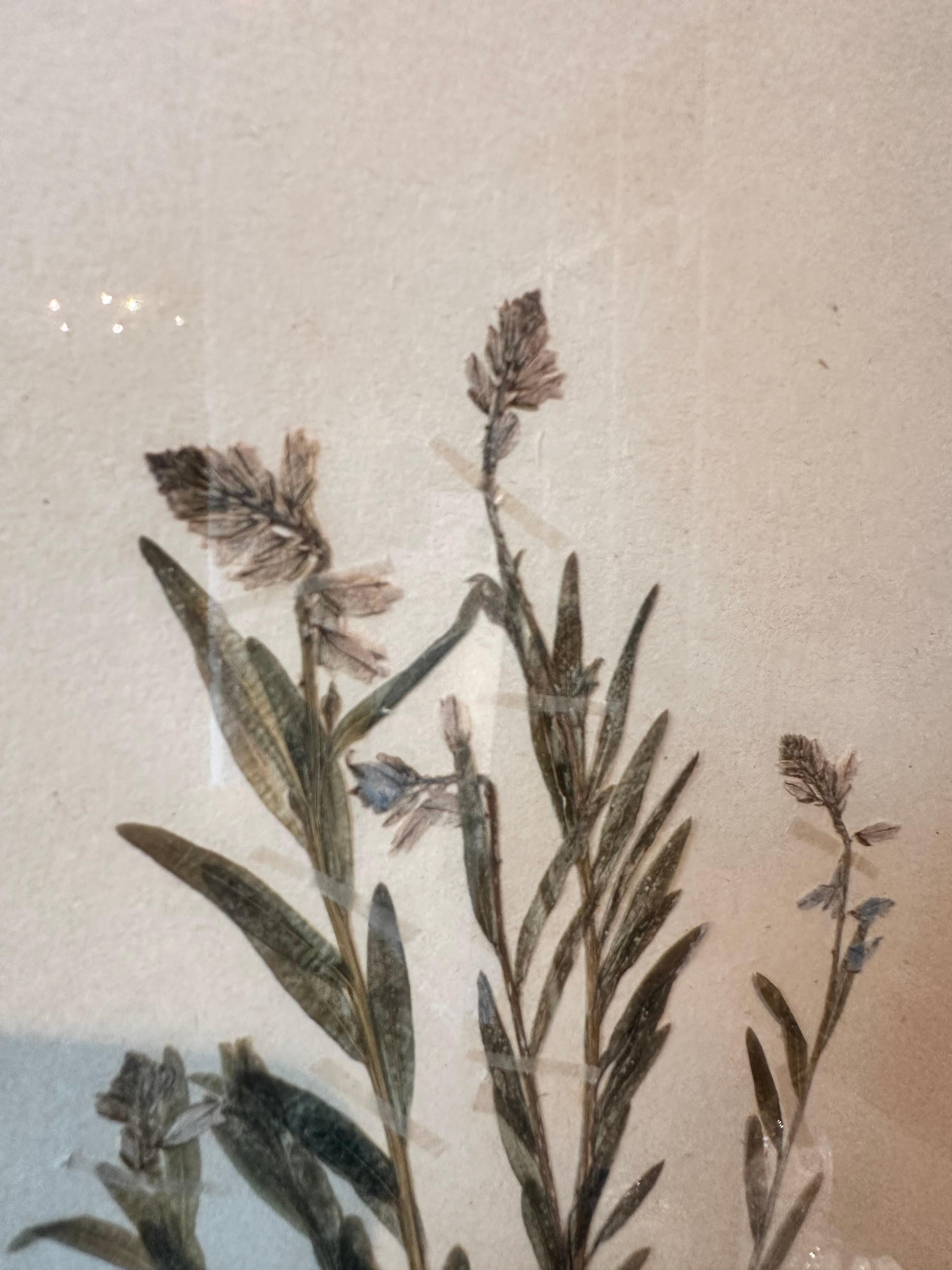 Paire unique de presses à fleurs botaniques d'herbier vintage avec cadre personnalisé en vente 1