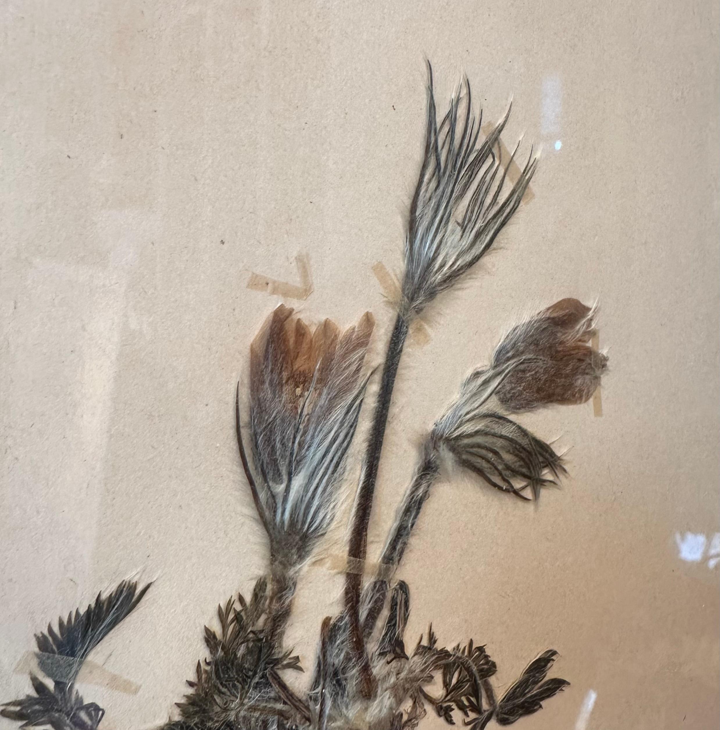 Paire unique de presses à fleurs botaniques d'herbier vintage avec cadre personnalisé en vente 2