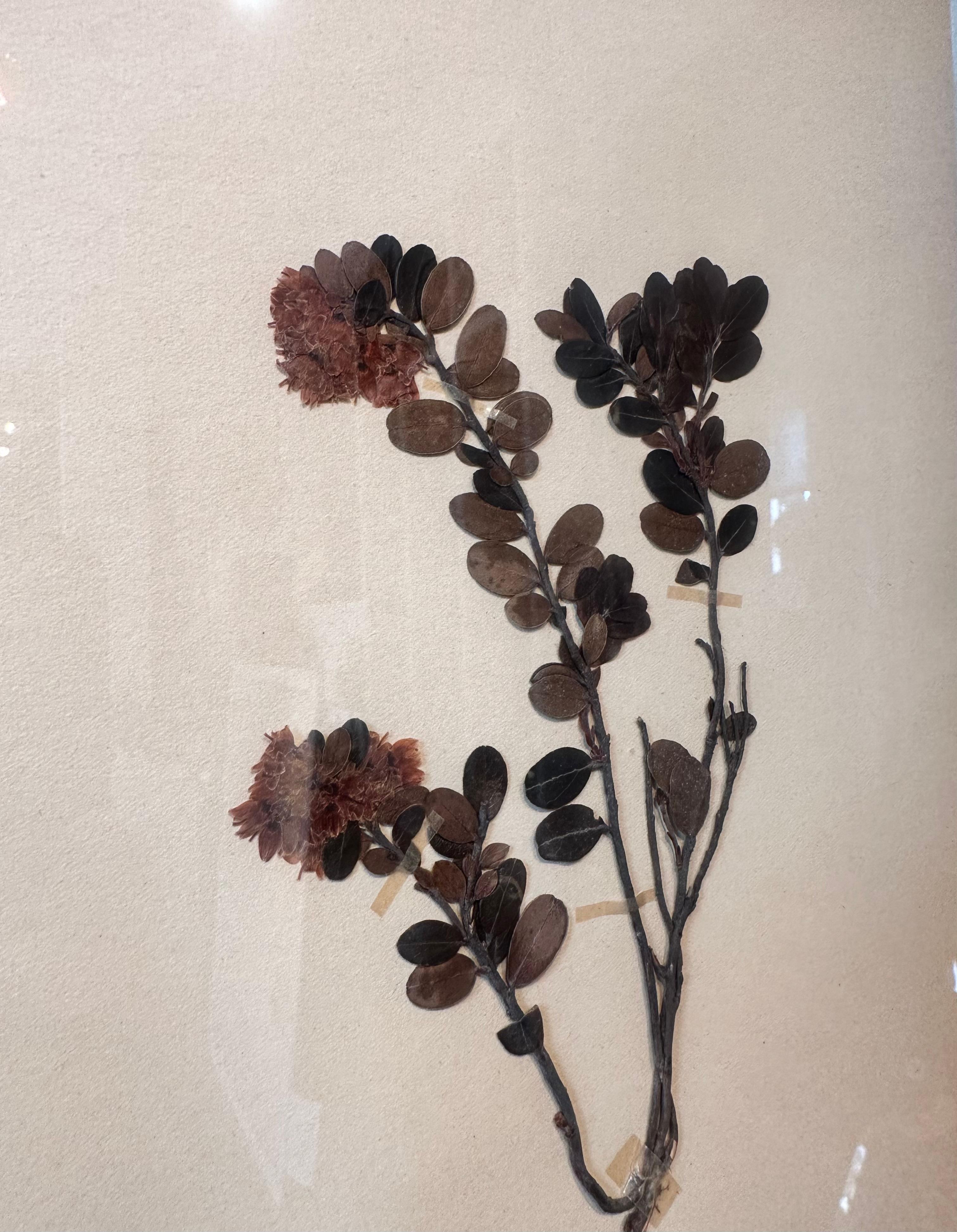 Paire unique de presses à fleurs botaniques d'herbier vintage avec cadre personnalisé en vente 1