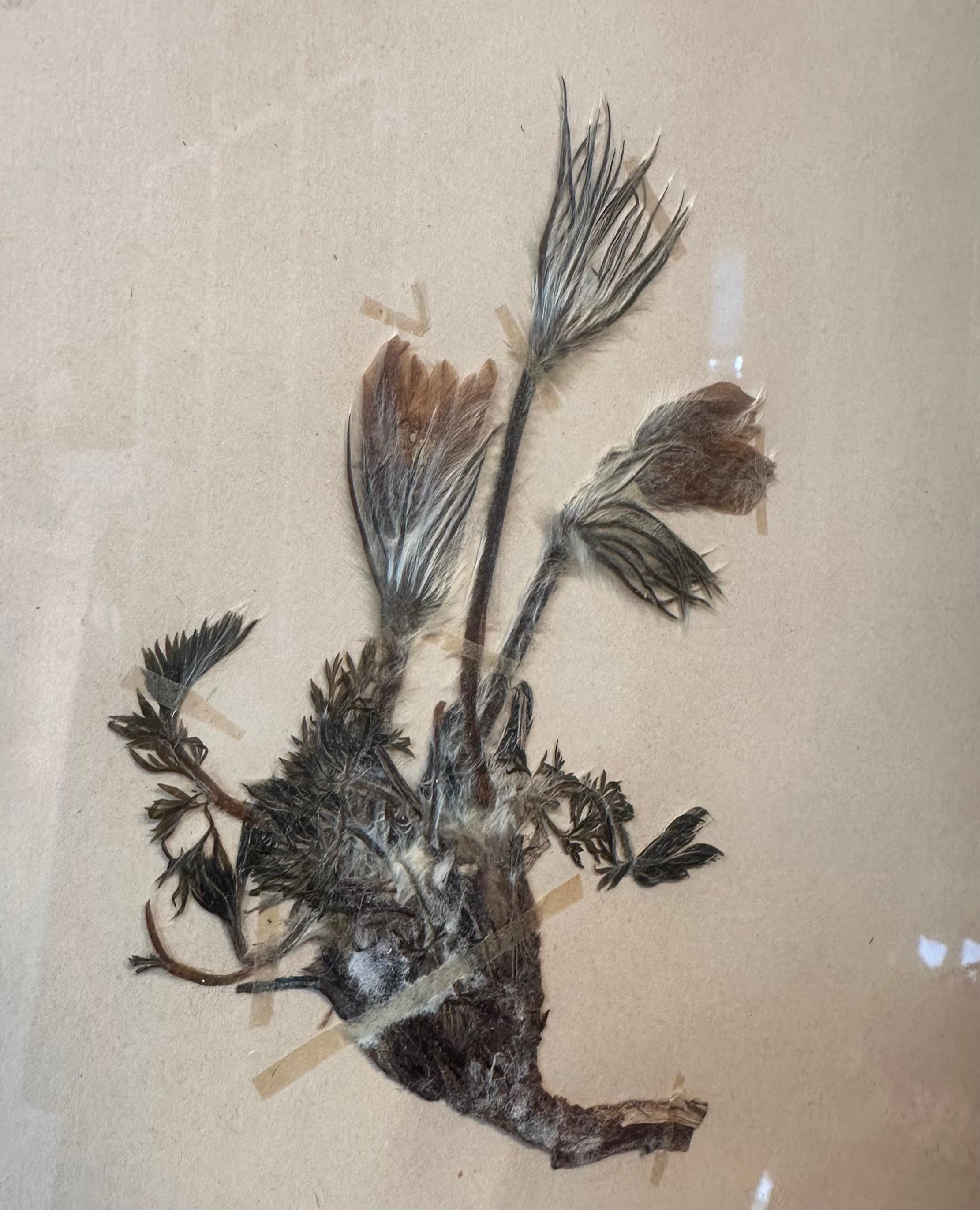 Paire unique de presses à fleurs botaniques d'herbier vintage avec cadre personnalisé en vente 3