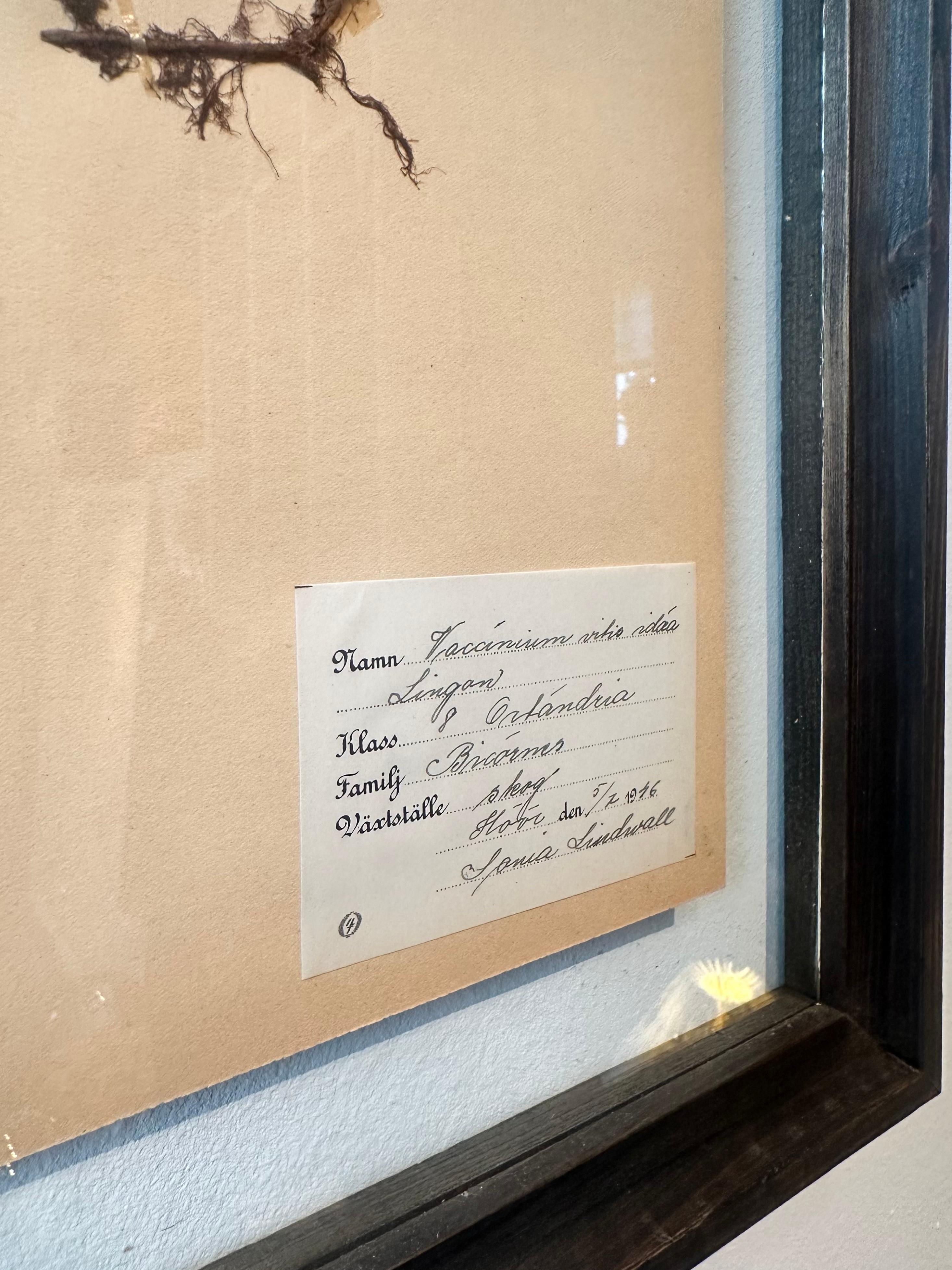 Paire unique de presses à fleurs botaniques d'herbier vintage avec cadre personnalisé en vente 2
