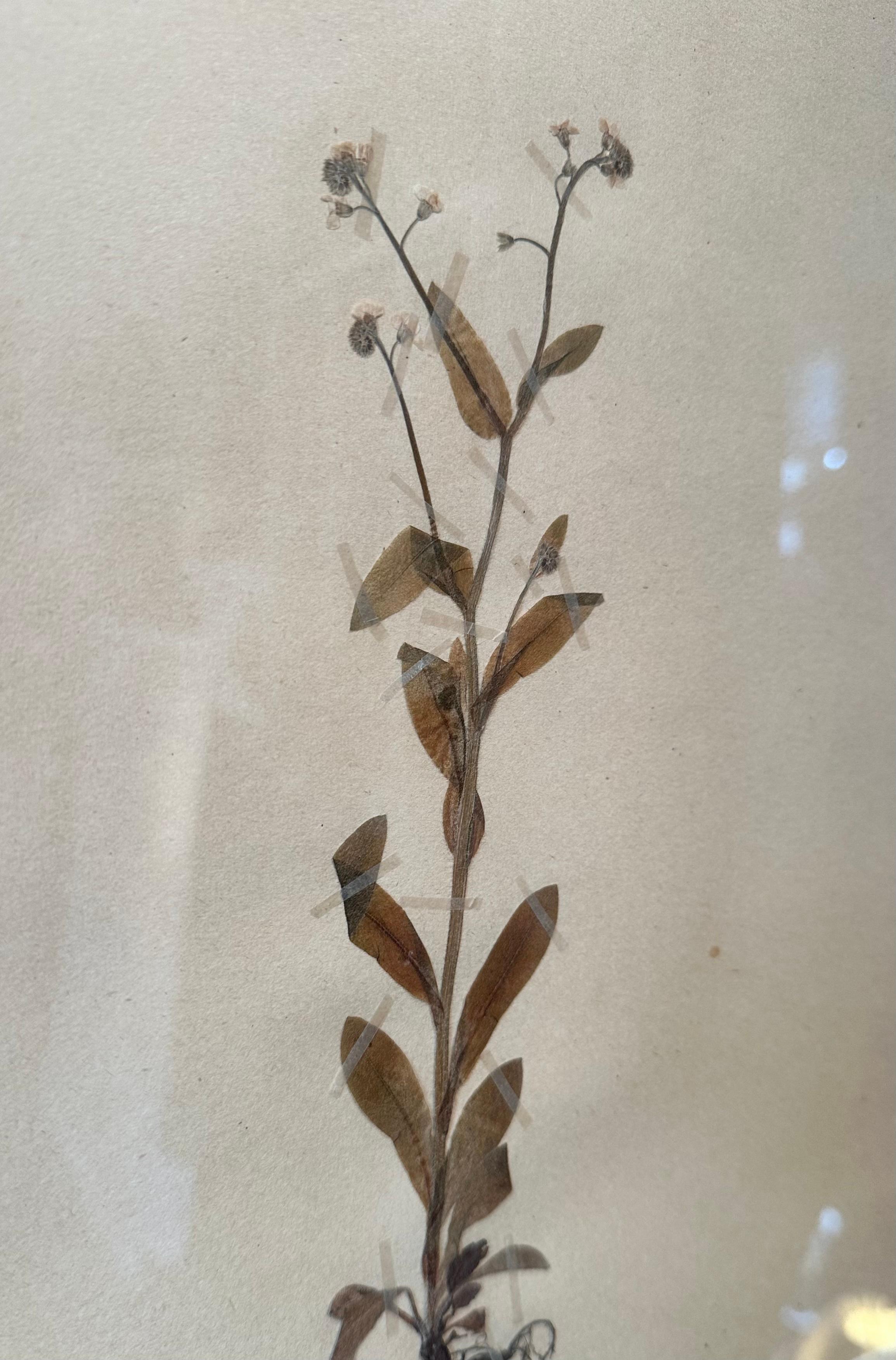 Paire unique de presses à fleurs botaniques d'herbier vintage avec cadre personnalisé en vente 3