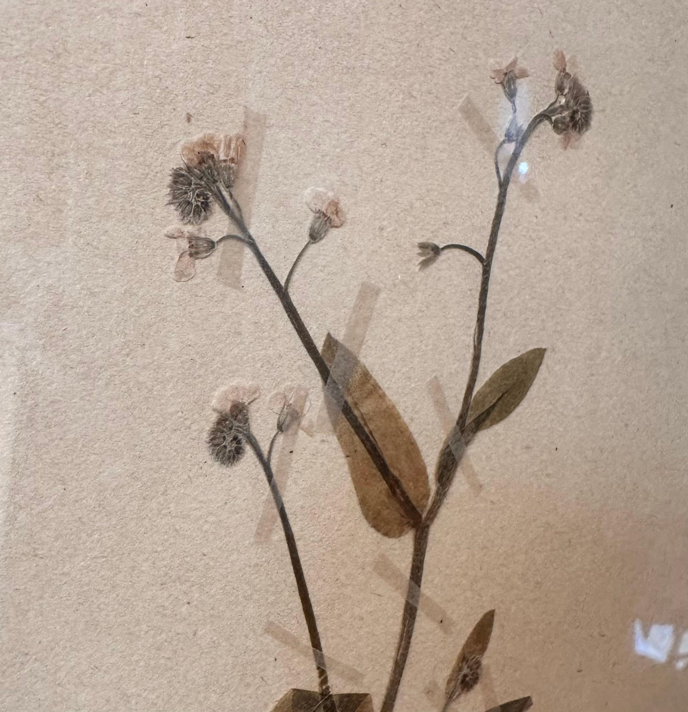 Paire unique de presses à fleurs botaniques d'herbier vintage avec cadre personnalisé en vente 4