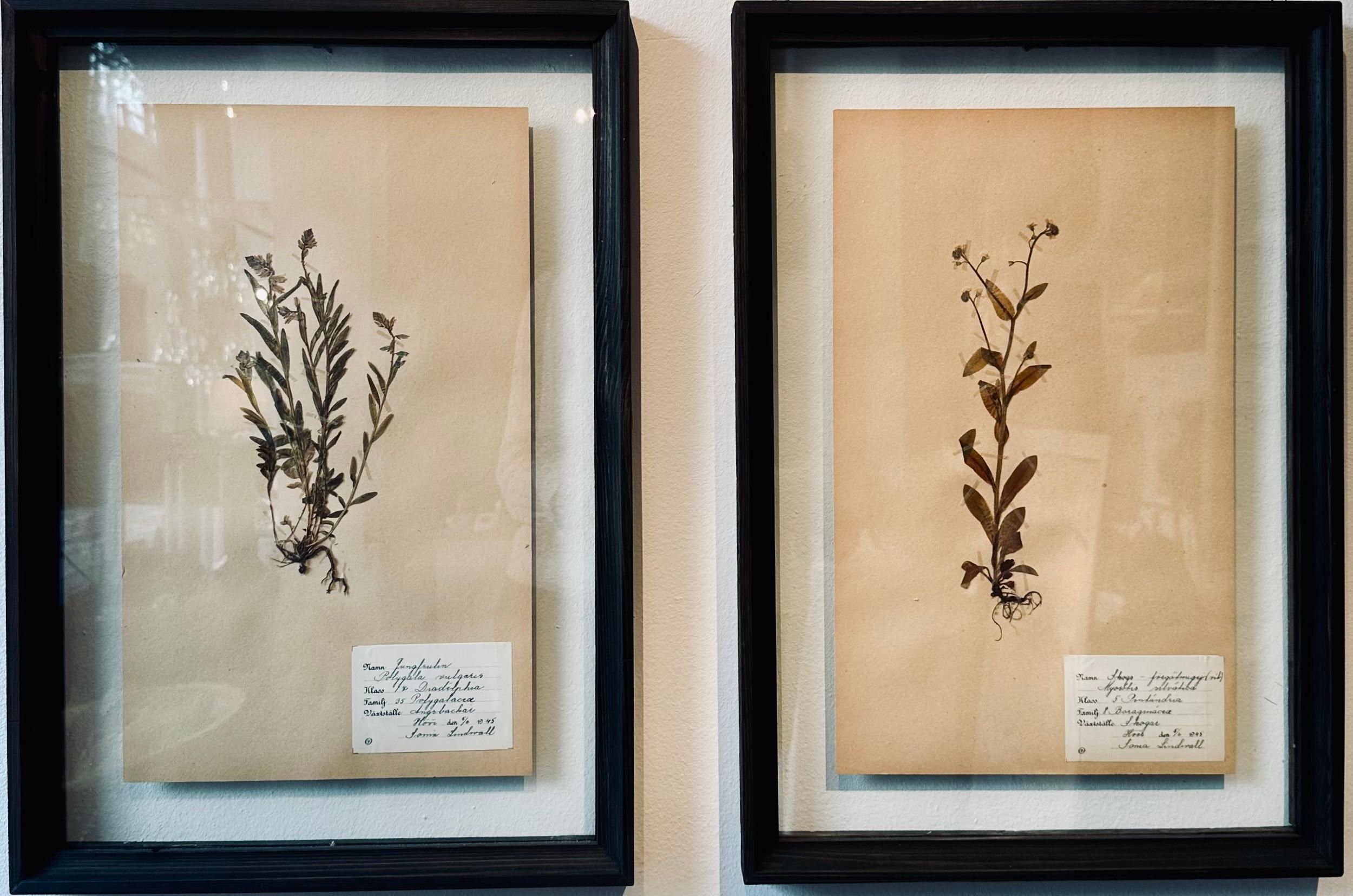 Paire unique de presses à fleurs botaniques d'herbier vintage avec cadre personnalisé en vente 6