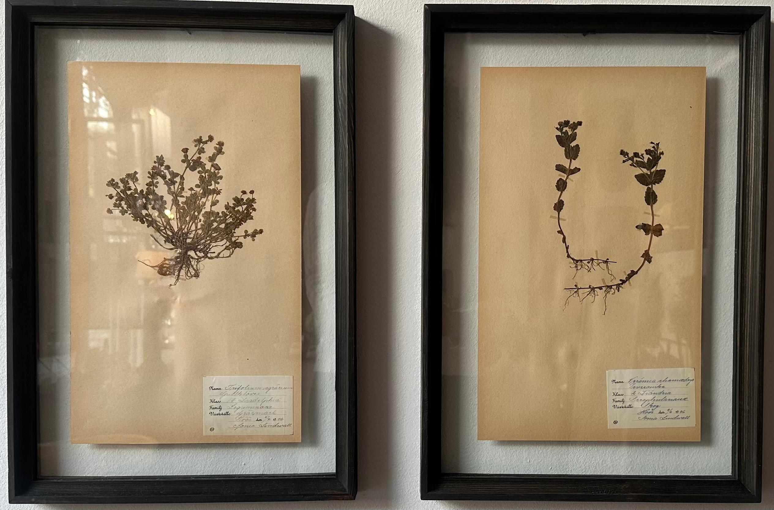 Paire unique de presses à fleurs botaniques d'herbier vintage avec cadre personnalisé en vente 2