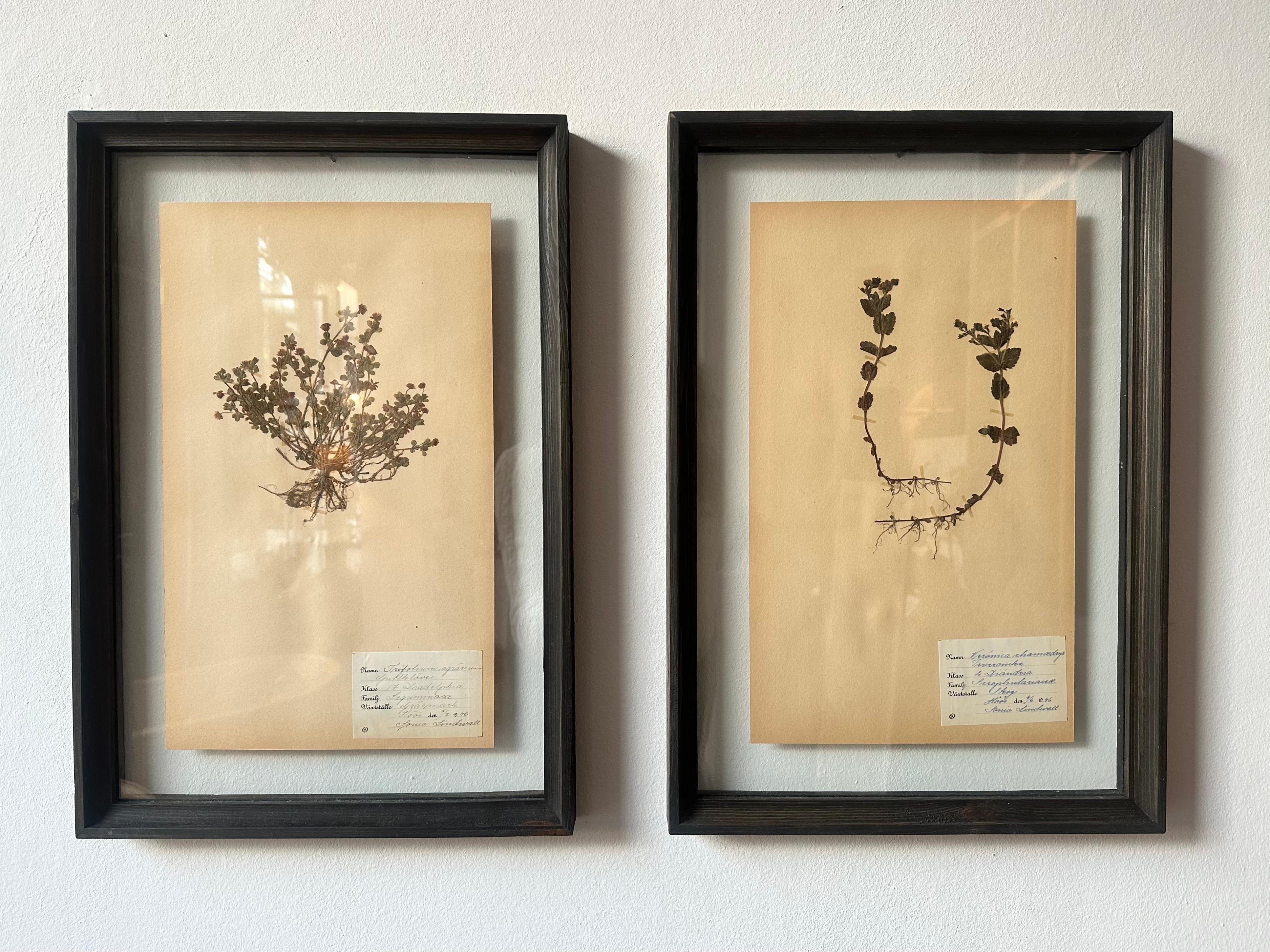 Ein einzigartiges Paar von Vintage Herbarium Botanical Flower Press mit benutzerdefinierten Rahmen