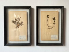 Un Par Único De Herbario Botánico Vintage Prensa De Flores Con Marco Personalizado
