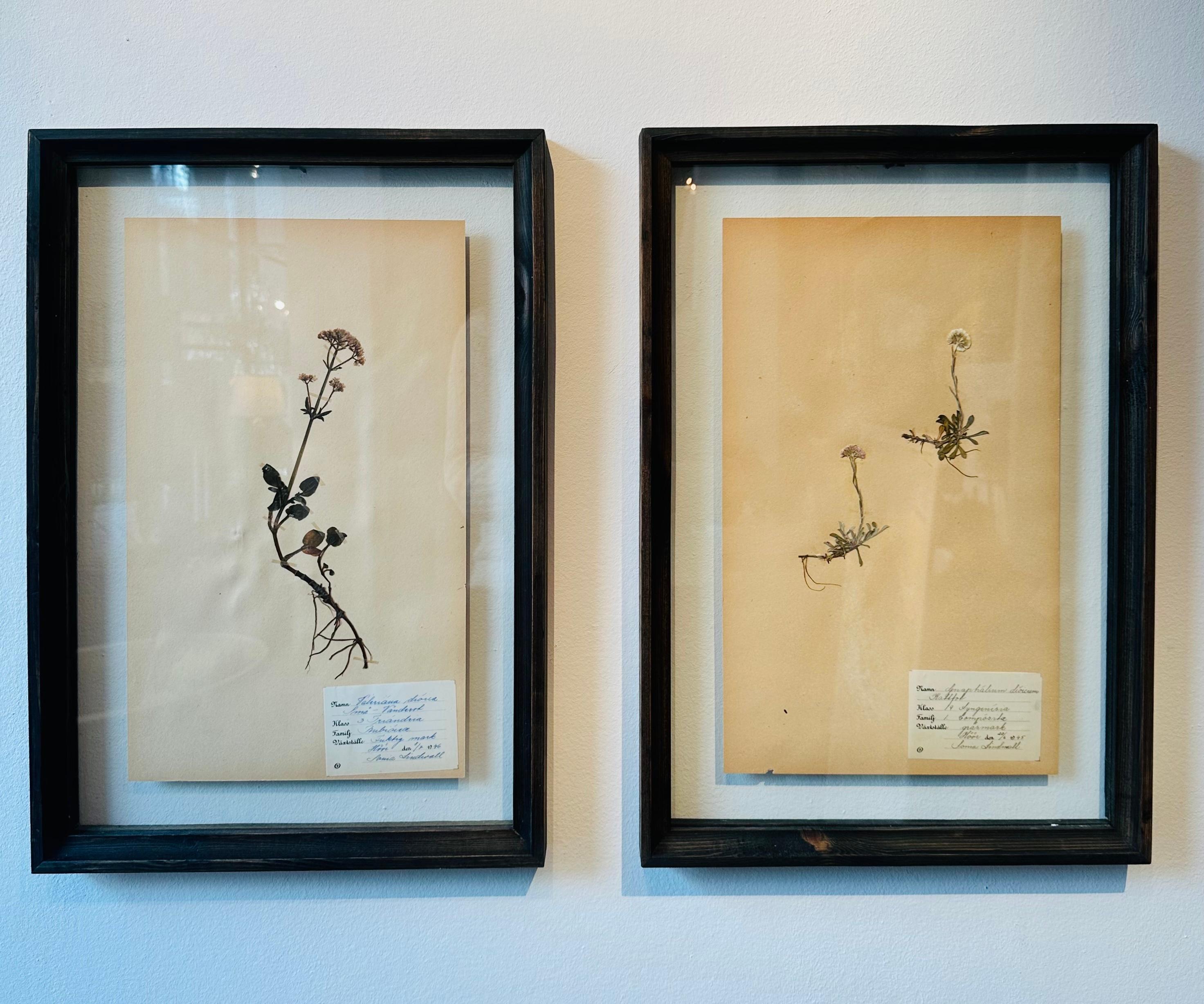 Ein einzigartiges Paar von Vintage Herbarium Botanical Flower Press mit benutzerdefinierten Rahmen