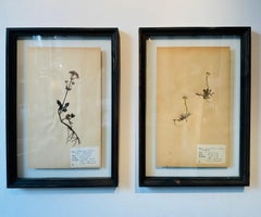 Un Par Único De Herbario Botánico Vintage Prensa De Flores Con Marco Personalizado